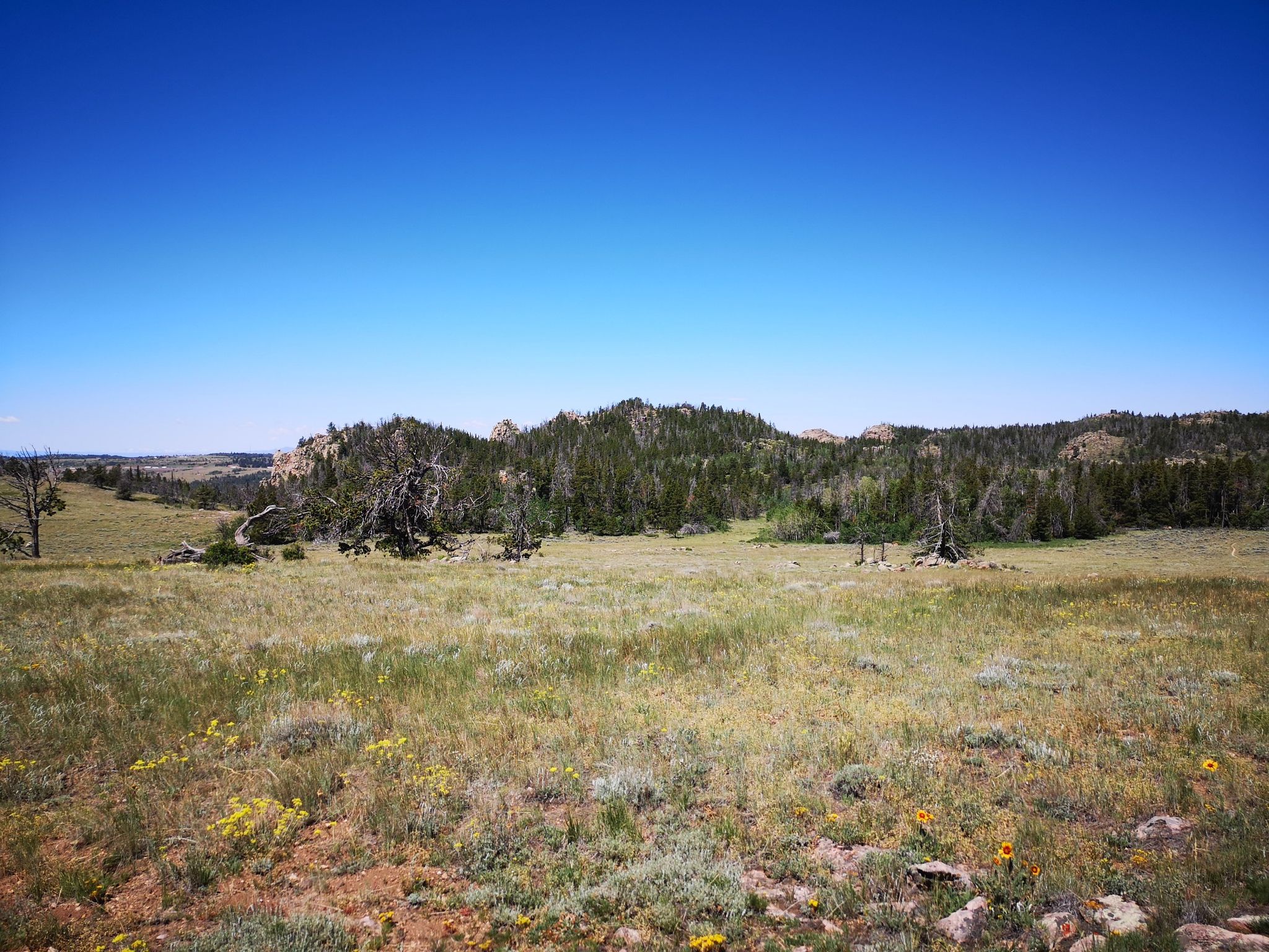 Sunny open field with scattered trees and distant forested hills under blue sky. - Happy Jack Trail Area loop from Point Crawford