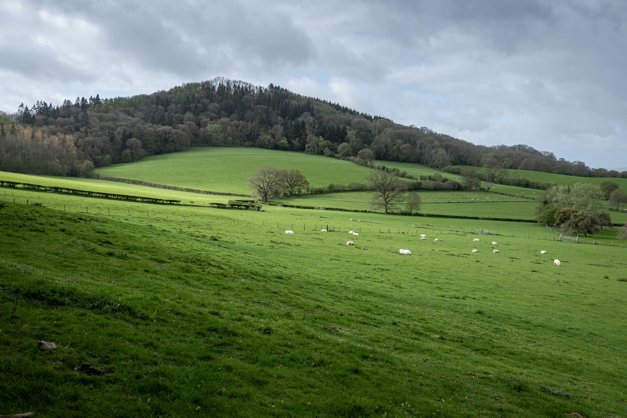Cockshot Hill