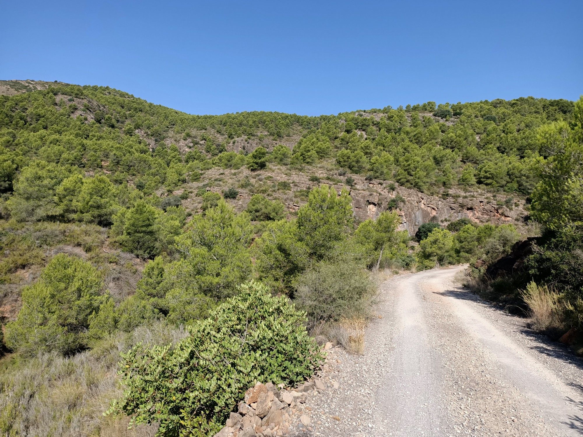 pinos