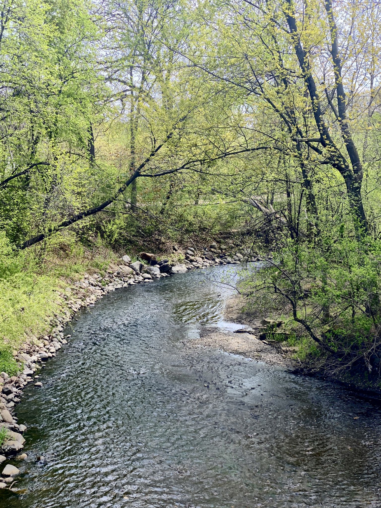 A clear stream flows through a lush green forest on a bright day. - Lake Nokomis Pathway – Lake Nokomis loop from Tangletown