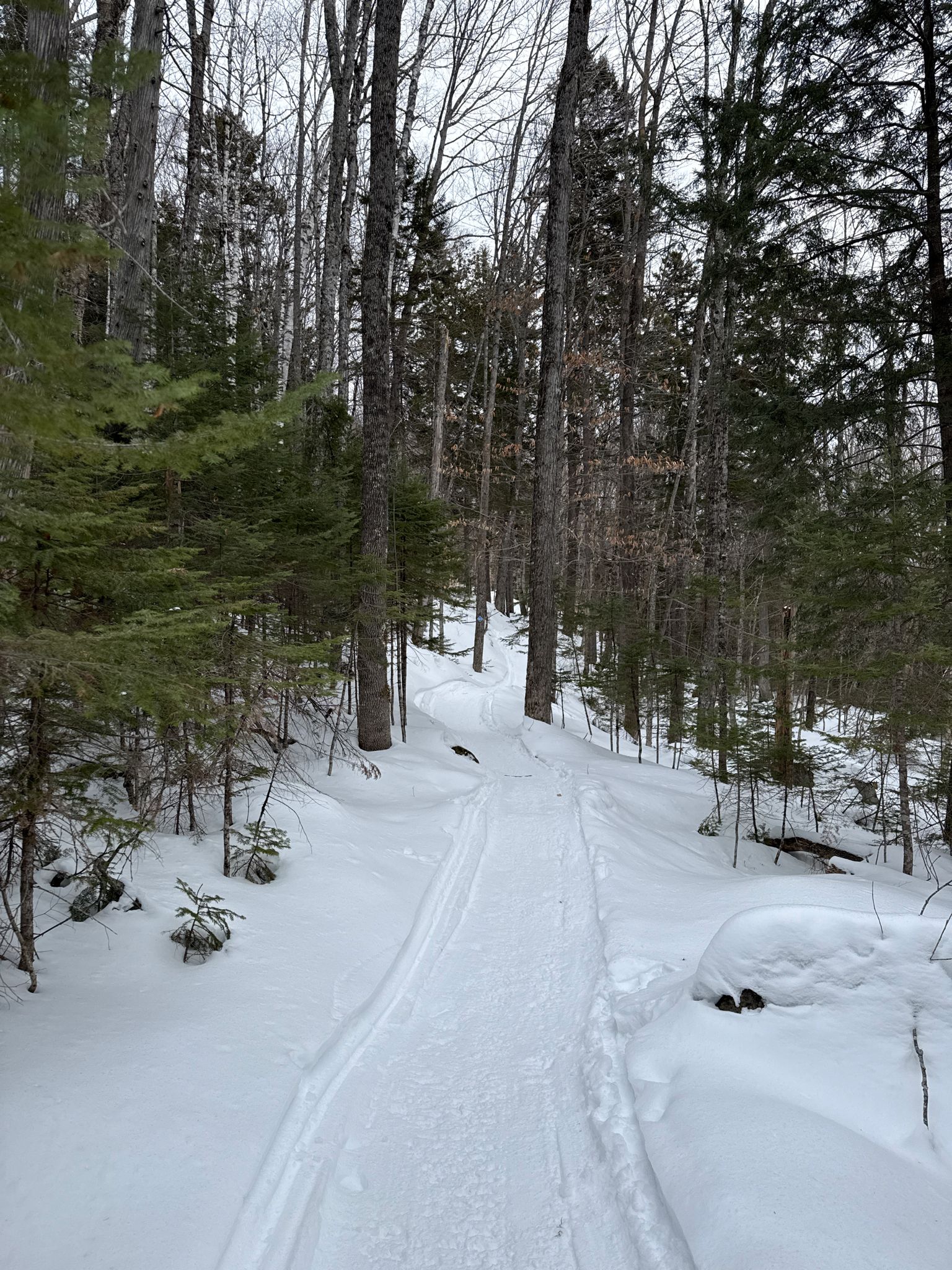 Snow-covered path with ski tracks winding through a dense winter forest. - Stratton Brook Hut Loop via Oak Knoll and Newton's Revenge