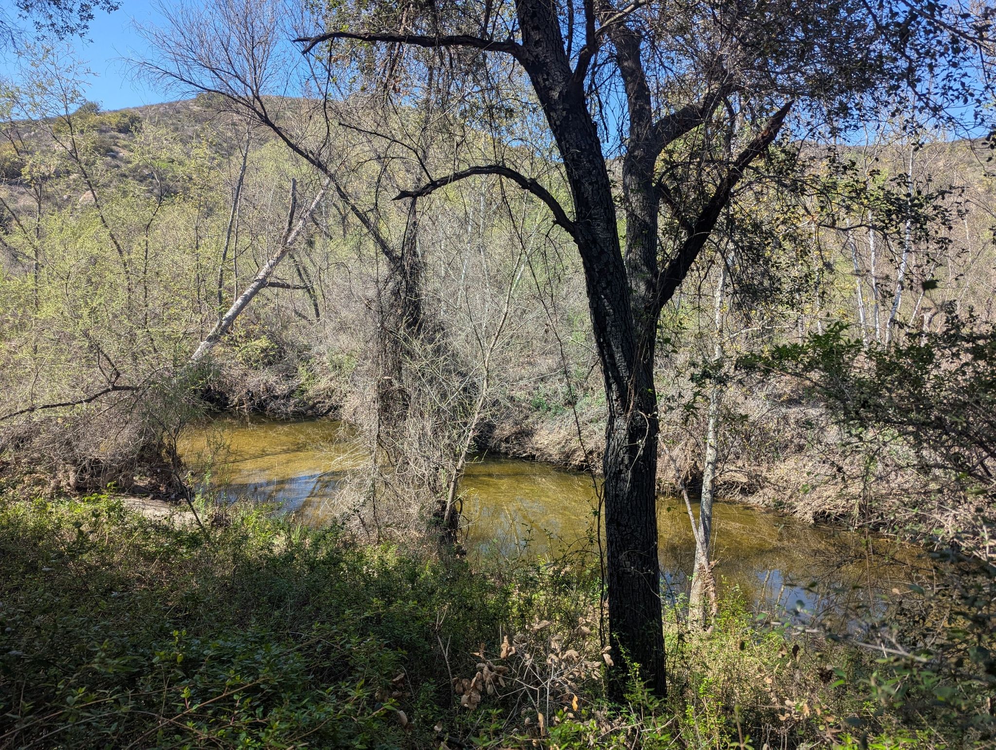 A tranquil, shallow stream flows through a forest with bare and leafy trees. - Santa Magarita River Loop