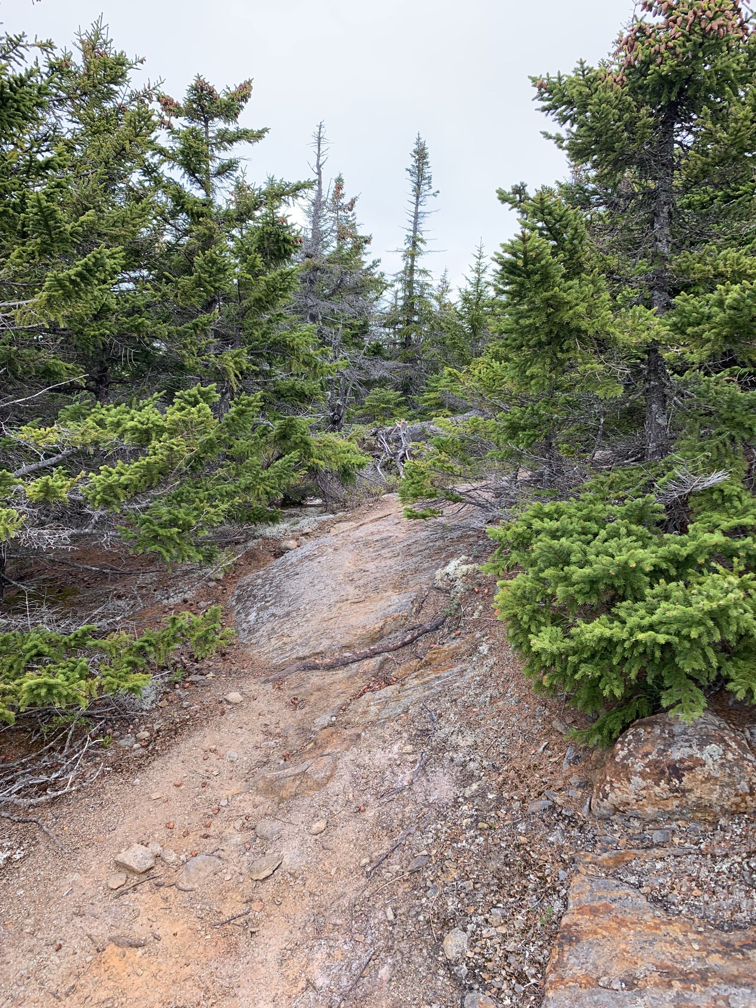 Dirt and rock trail winding through dense evergreen forest under bright sky. - Puzzle Mountain Trail