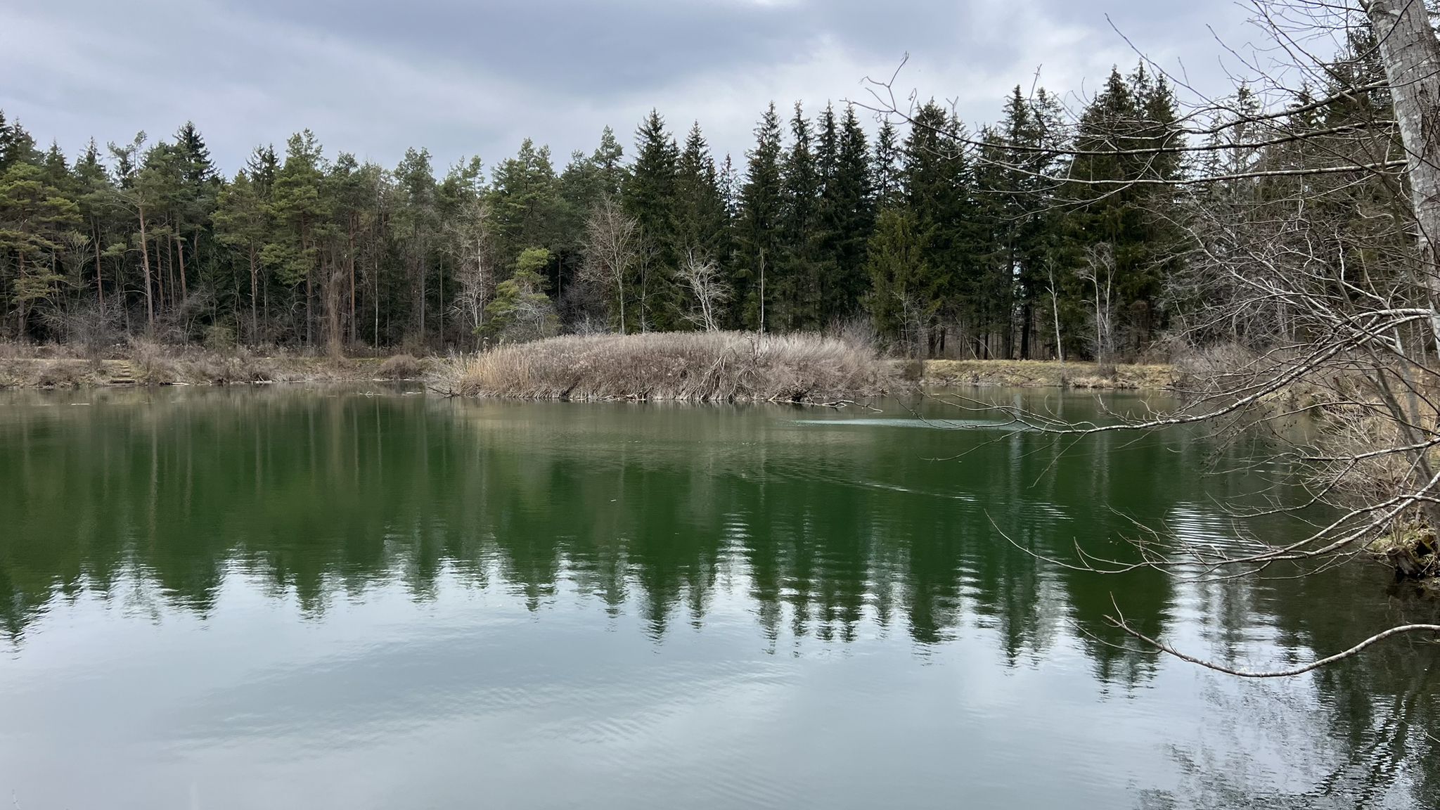 Kleiner grüner Fischweiher..