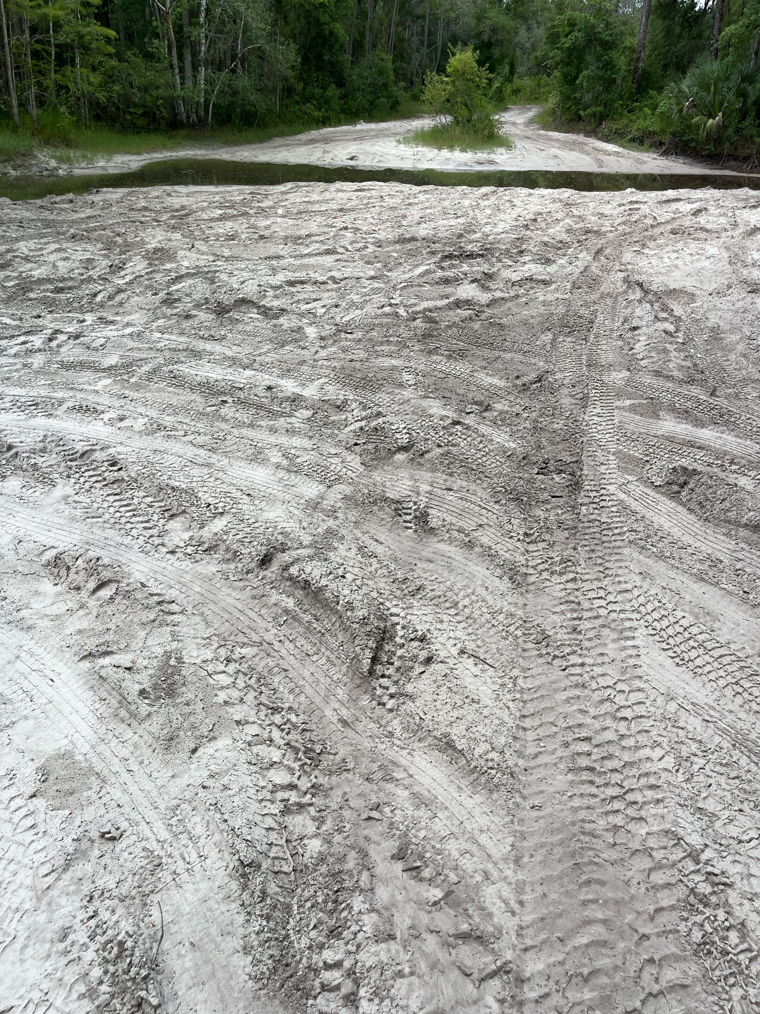 Sandy, rutted path with tire tracks leading into a dense forest. - Green Swamp loop