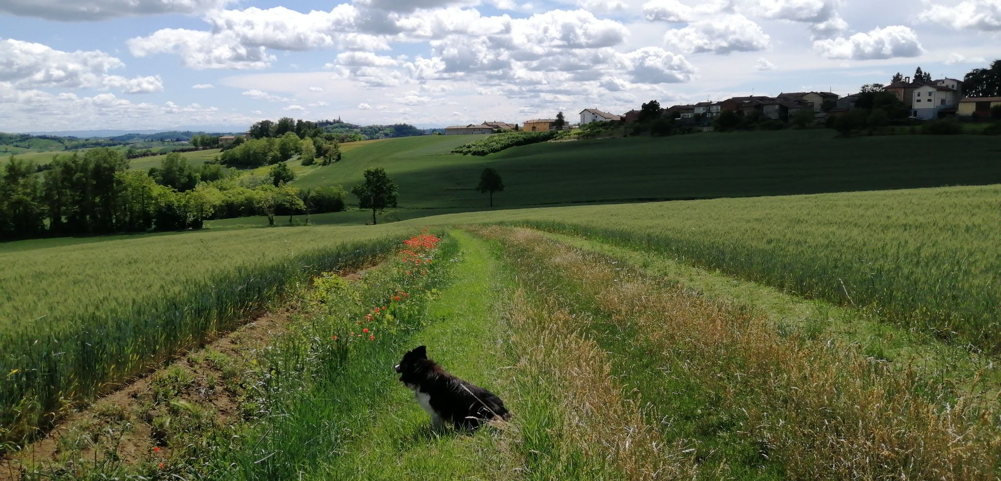 strada nei campi di grano