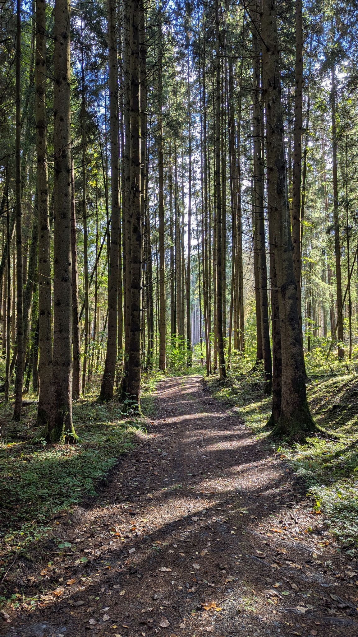 schöner Pfad, der aber sehr bald in der Wildnis endete