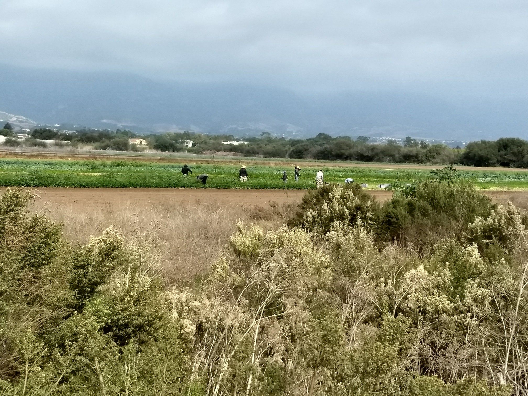 Several people work in a green field under a cloudy sky with mountains. - Obern Trail Loop