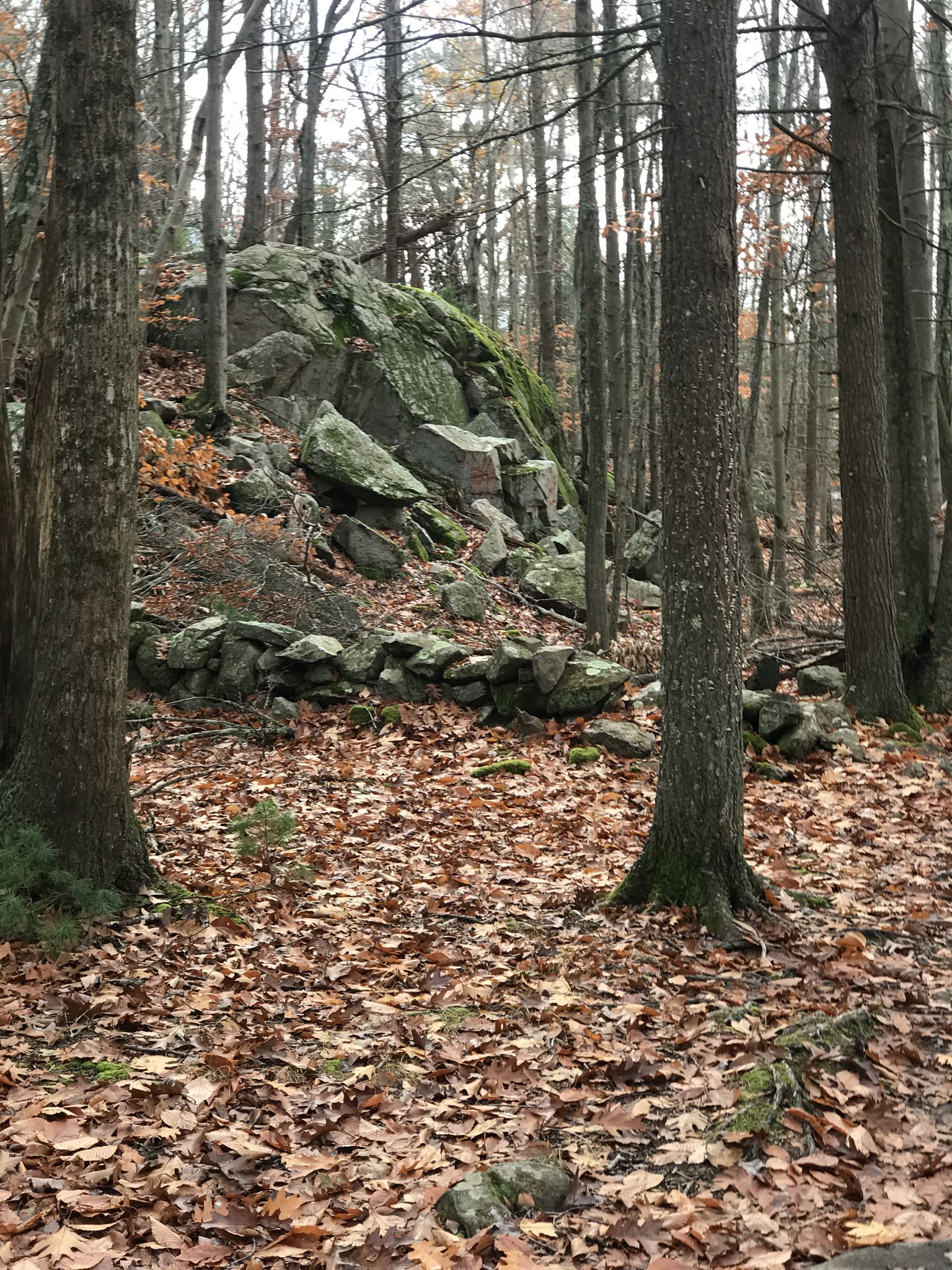 Autumn forest floor with fallen leaves, large mossy boulders, and a stone wall. - Beer Run, Dirty Dozen, and Yah Mon! Loop