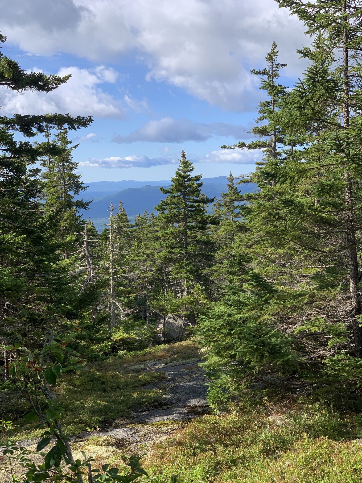 Dense evergreen forest frames distant mountains under a bright, cloudy sky. - West and East Royce Mountains via Royce Trail