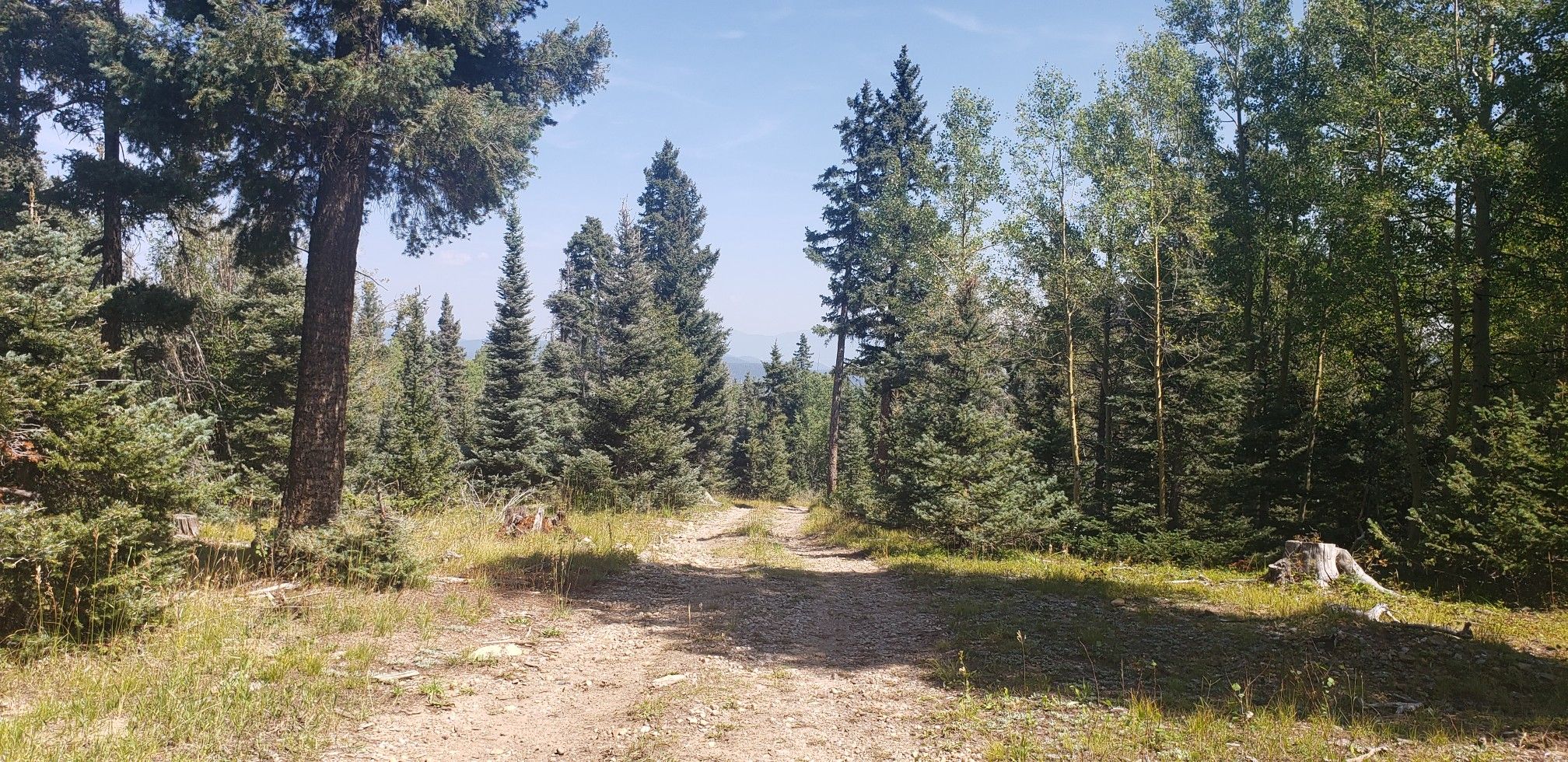 A wide dirt path winding through a dense forest on a clear day. - View of Taos – El Nogal Trailhead loop from PDC @ Weimer