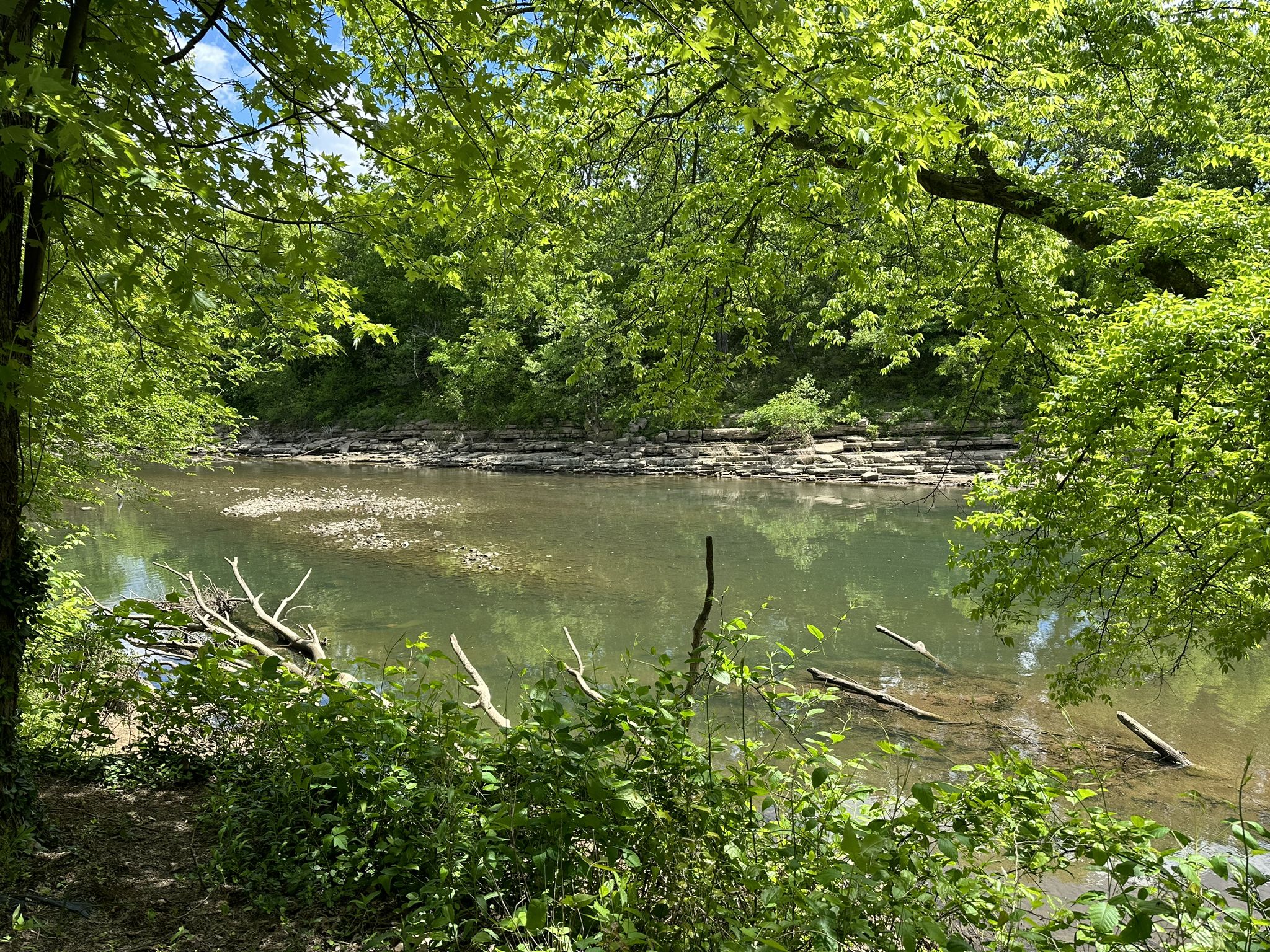 Calm river surrounded by lush green trees and foliage on a sunny day. - Stones River Greenway