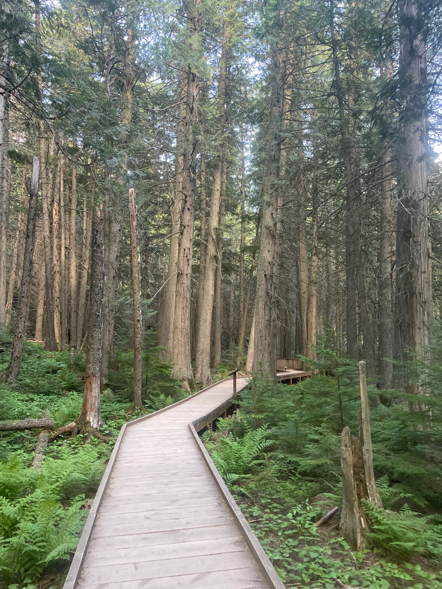 Wooden boardwalk winding through a dense, sunlit forest with tall trees and ferns. - Trail of the Cedars