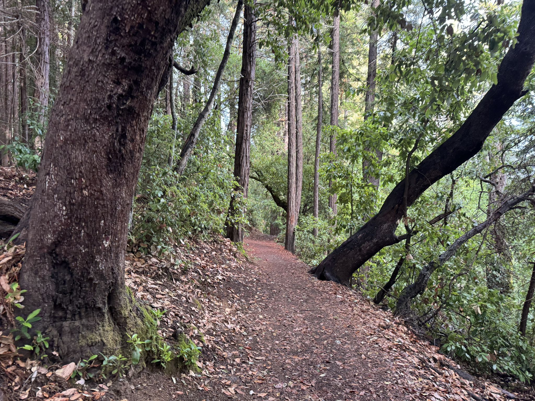 Leaf-covered dirt path through a lush, green forest with tall trees. - Crystal Springs, Summit, Chinquapin and Dean Loop