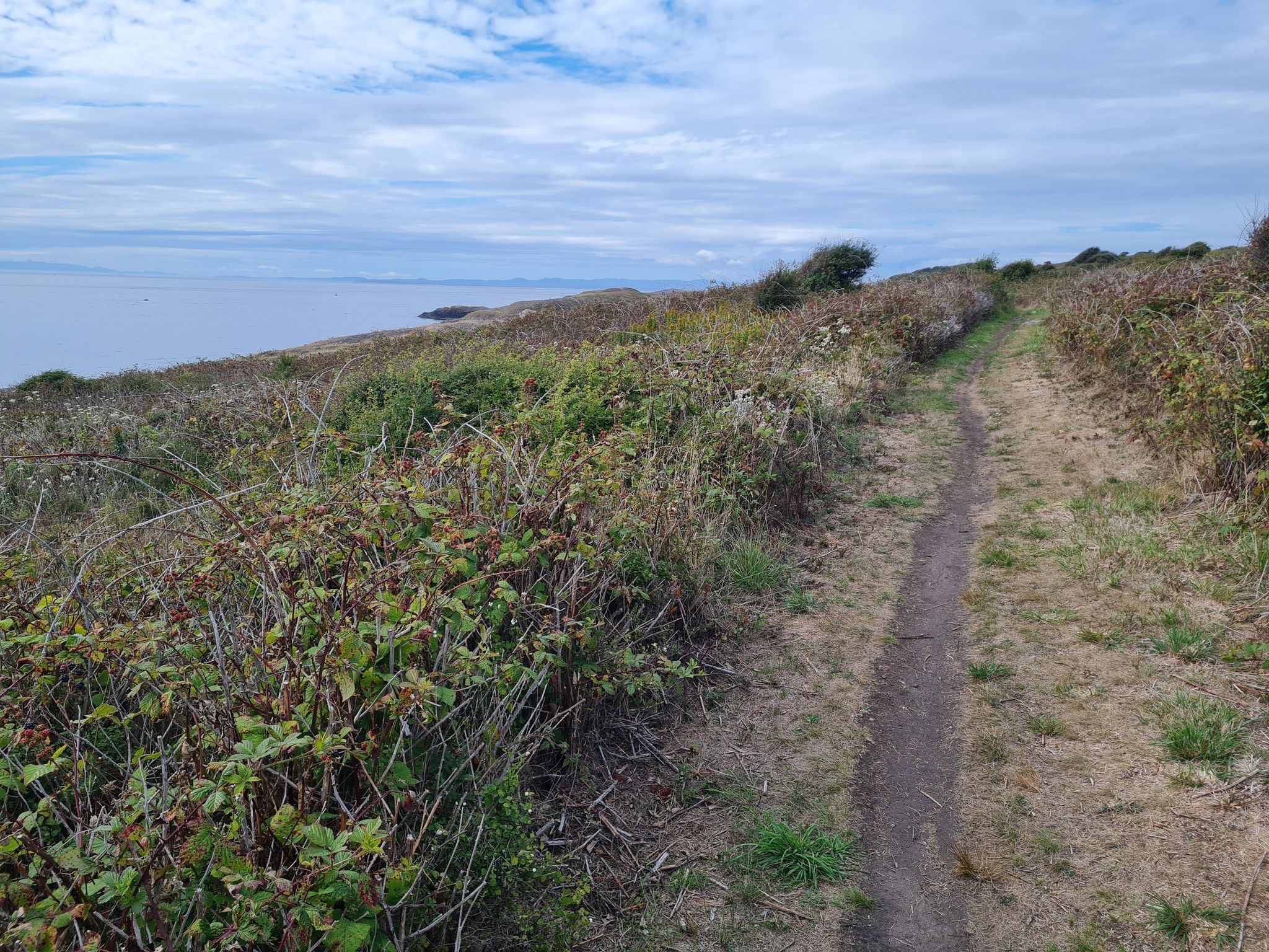 Dirt path through coastal brush, leading to a cloudy ocean horizon. - South Beach and Bluff Trail Loop