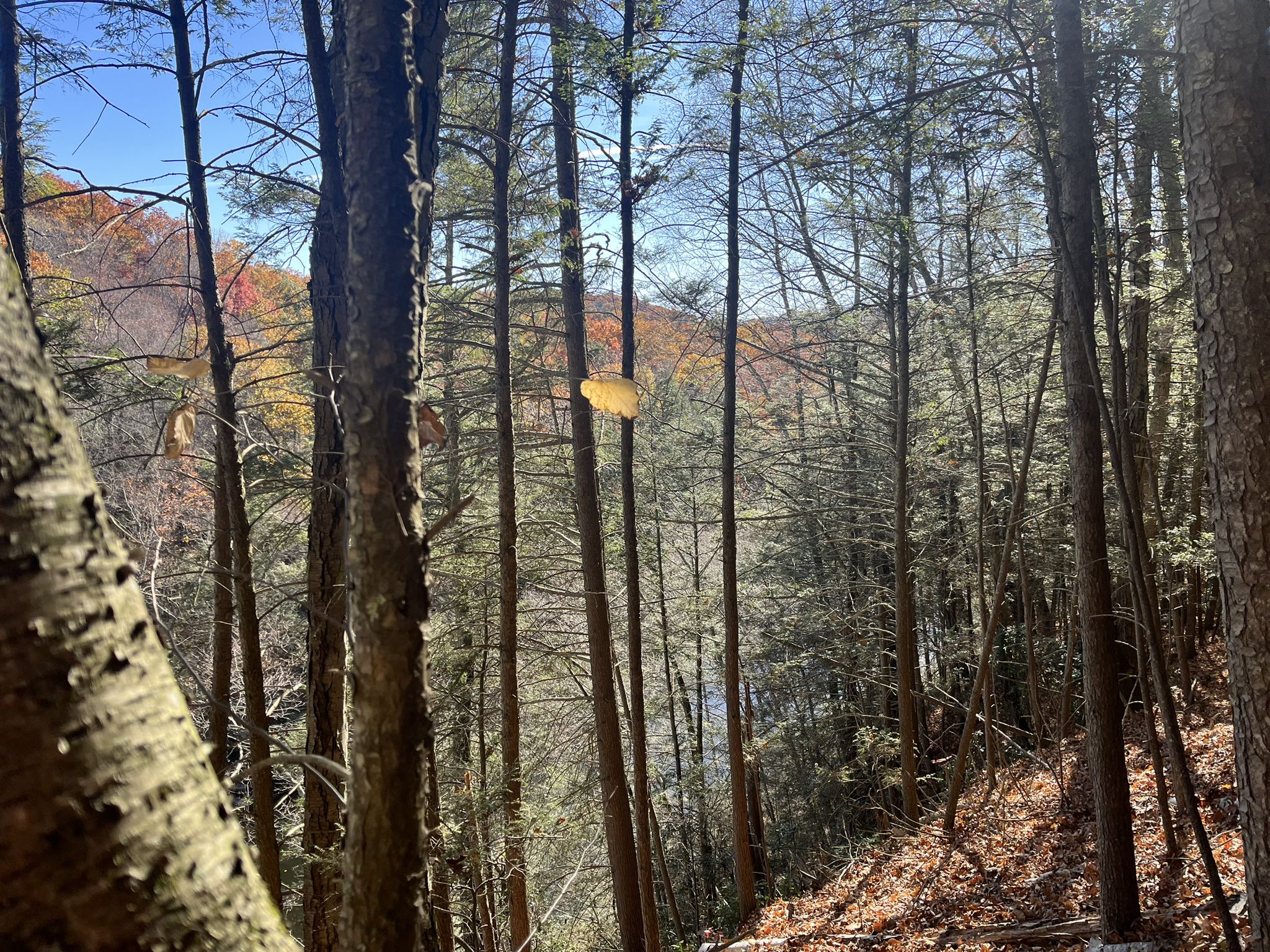 Sunny forest view with tall trees, distant hills, and a glimpse of water. - Tunxis Trail