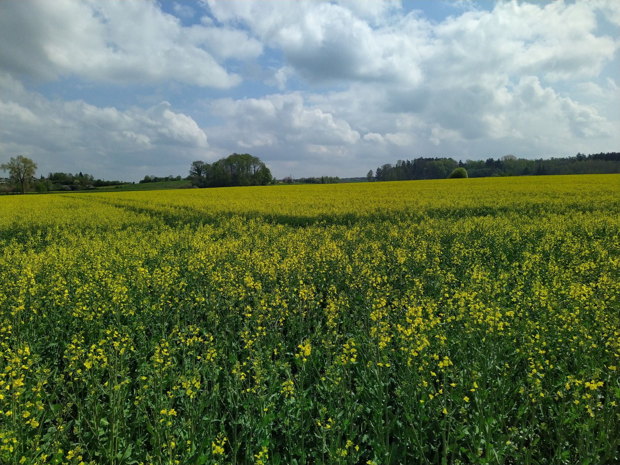 Rapsfeld