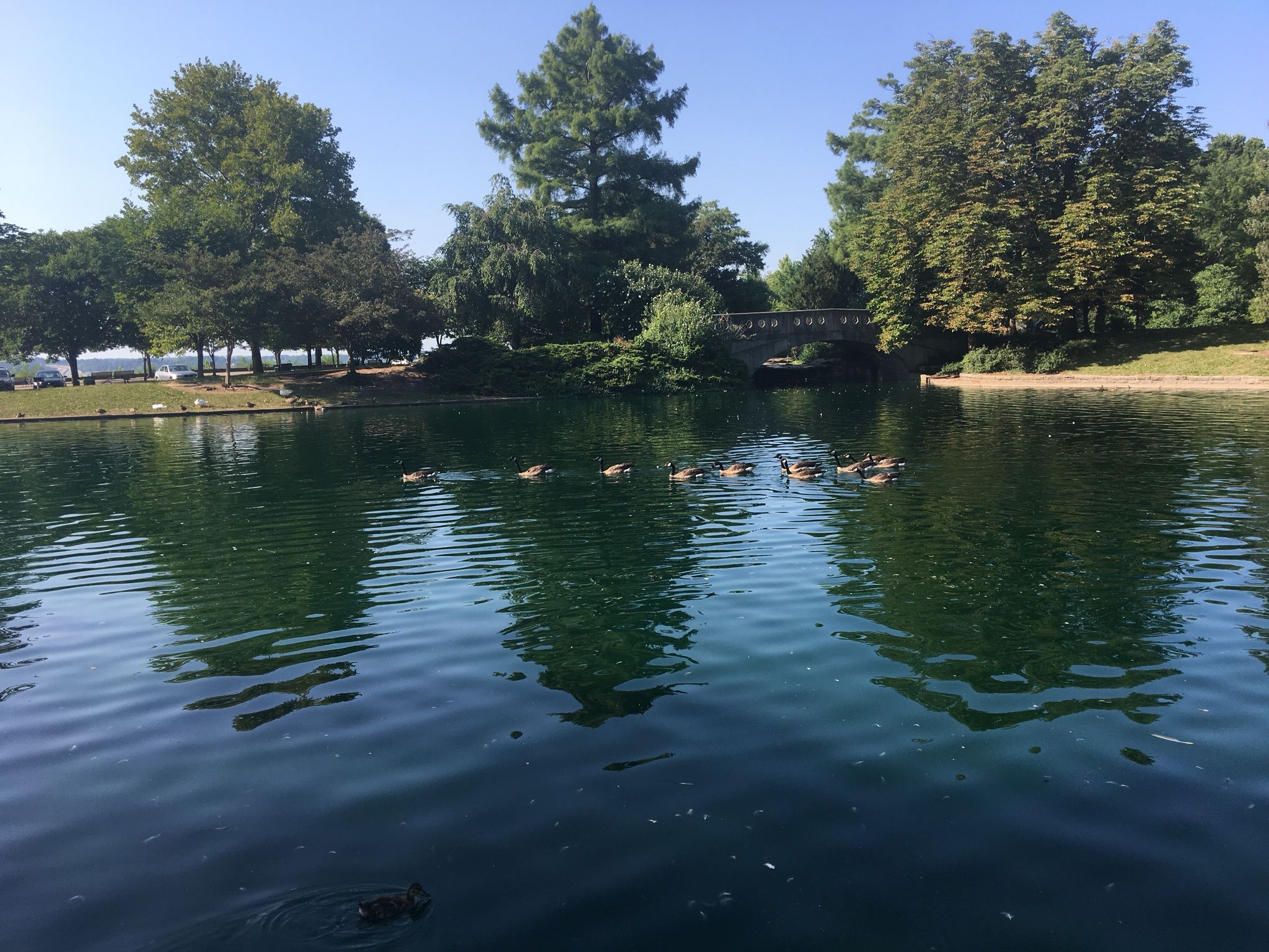 Geese swim in a green pond with trees and a stone bridge. - Eden Park Trail