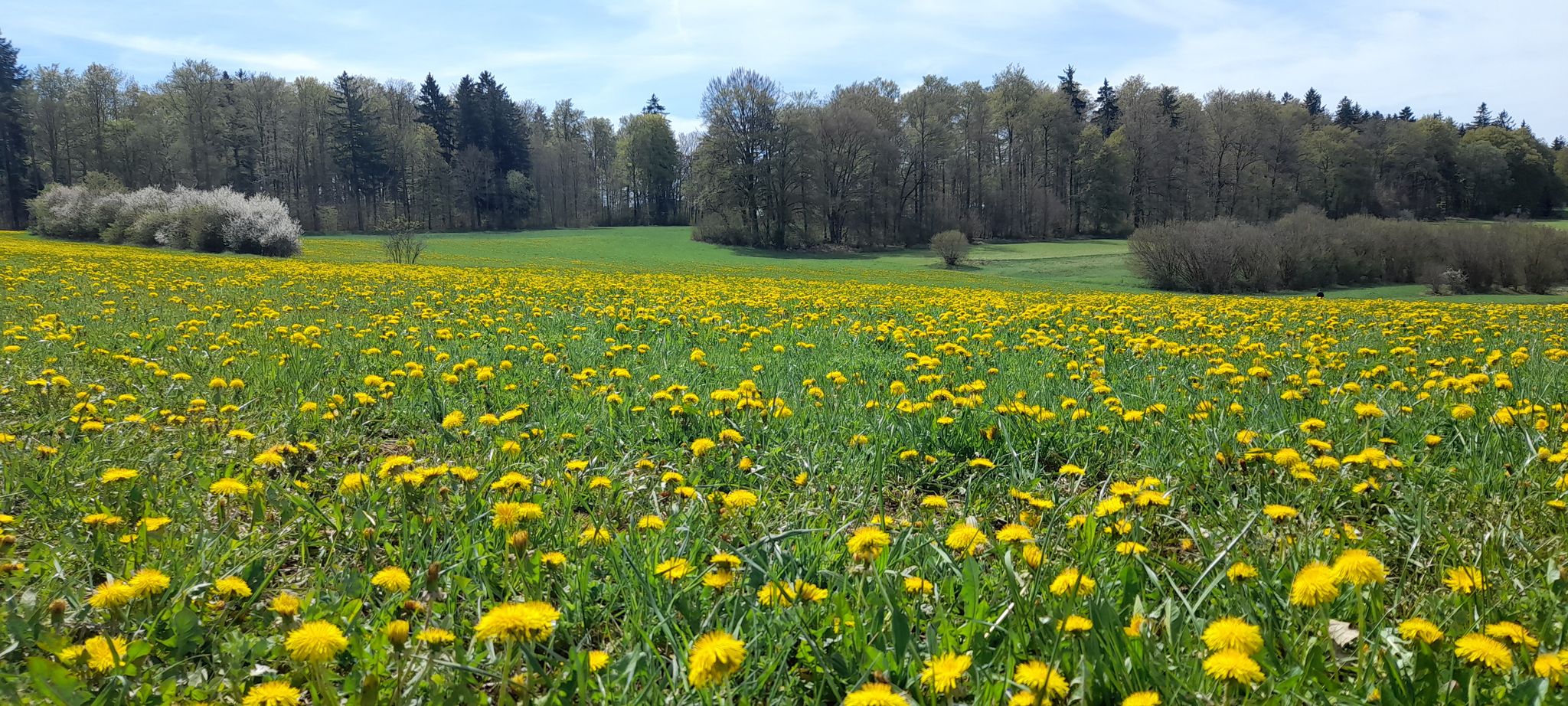 Löwenzahn Wiese