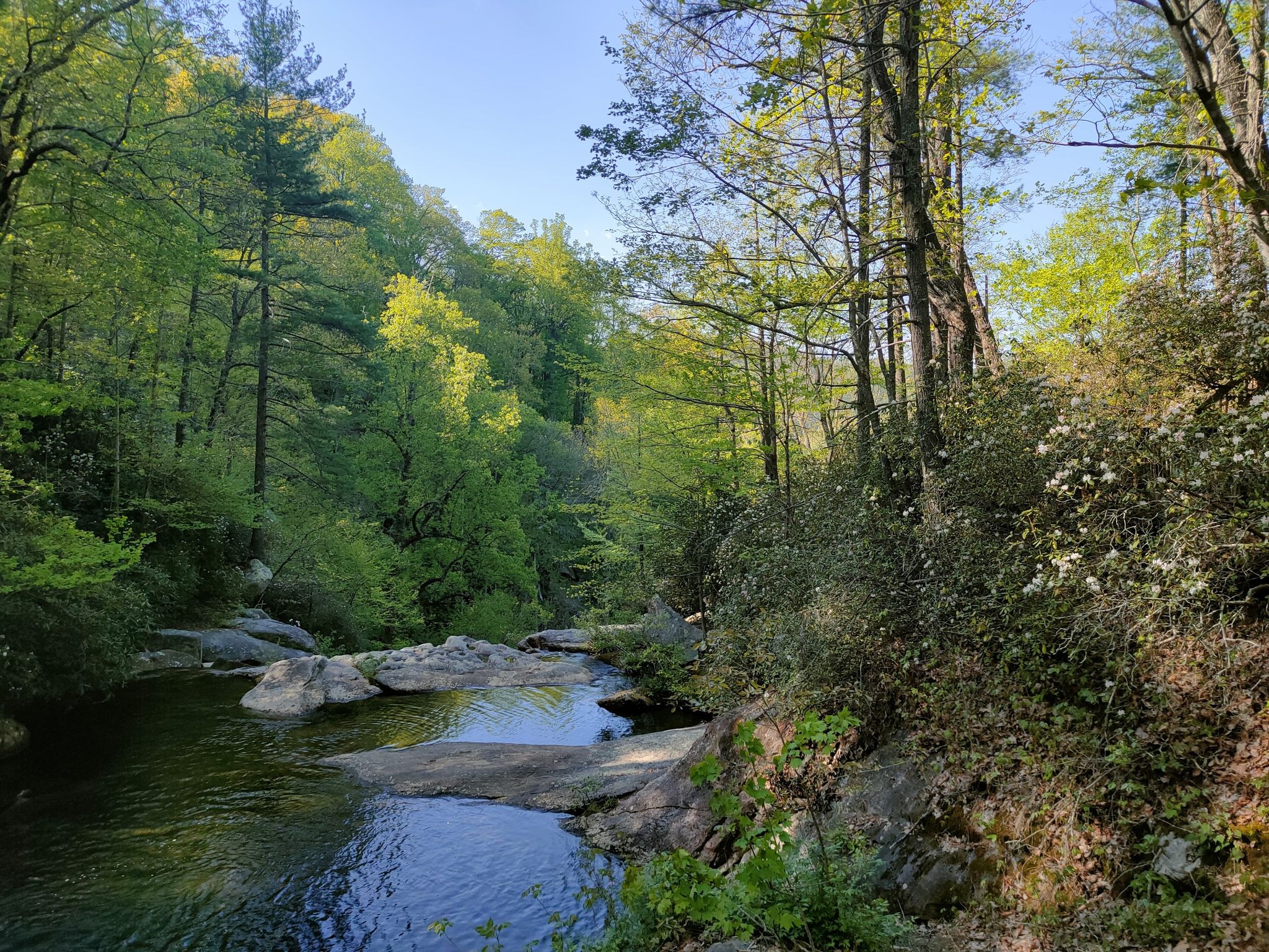 A clear stream flows through a lush green forest on a sunny day. - High Shoals Falls loop from Chestnut Knob