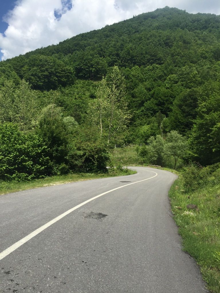 İn the Woods