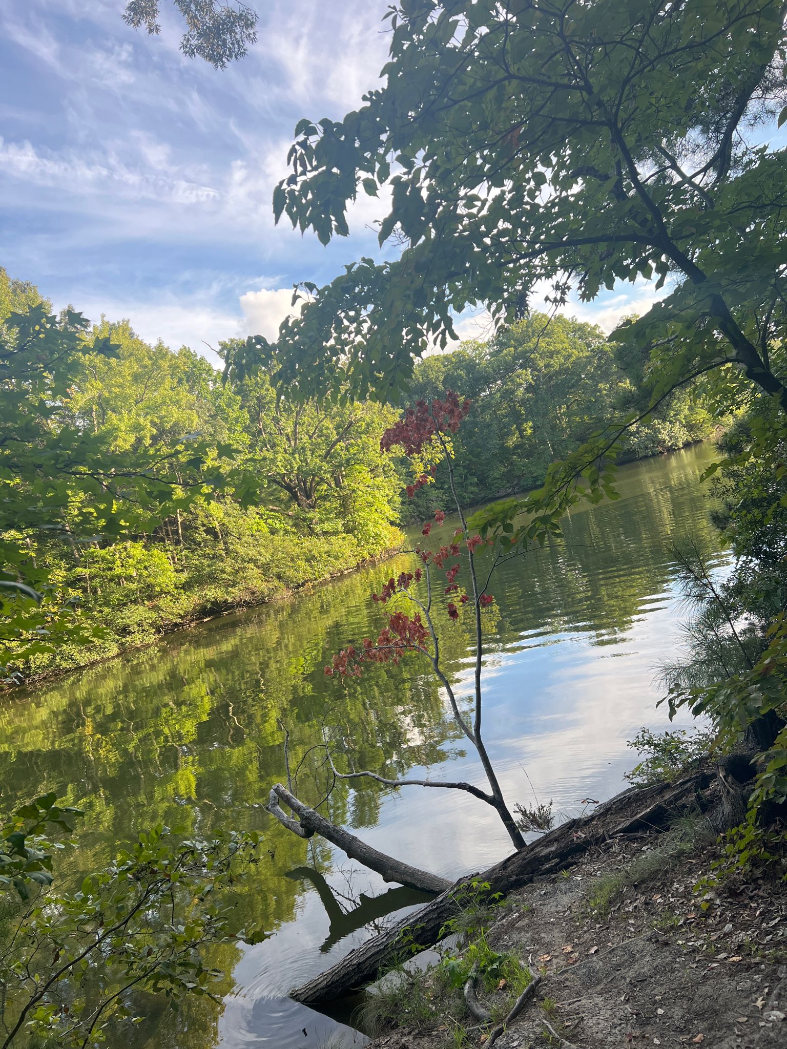 Calm river with fallen logs, surrounded by lush green trees. - Oak Tree Overlook loop from Temple Sinai