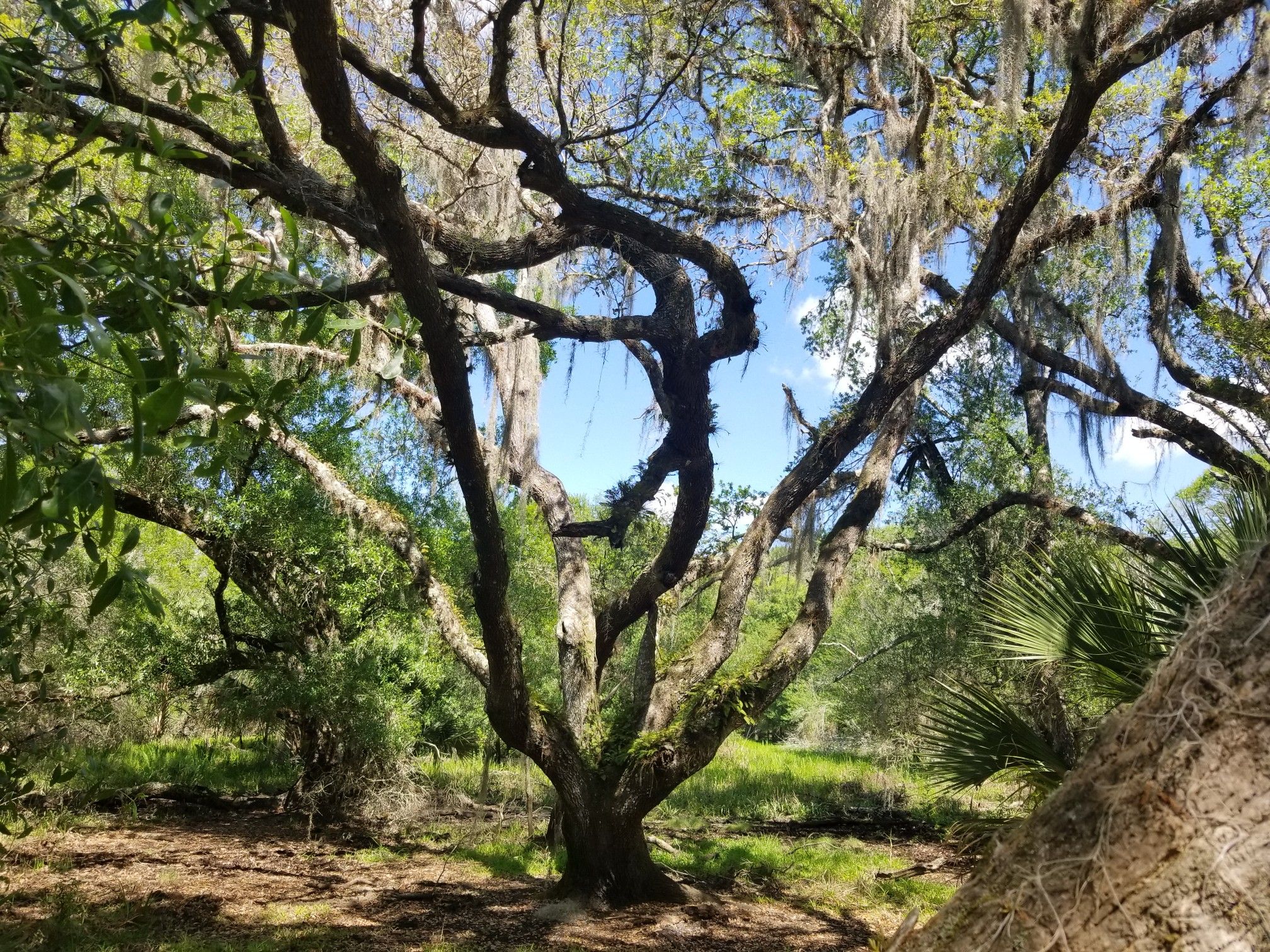 Large moss-draped tree with sprawling branches in a sunny, green forest. - Mossy Hammock and Bee Island Loop