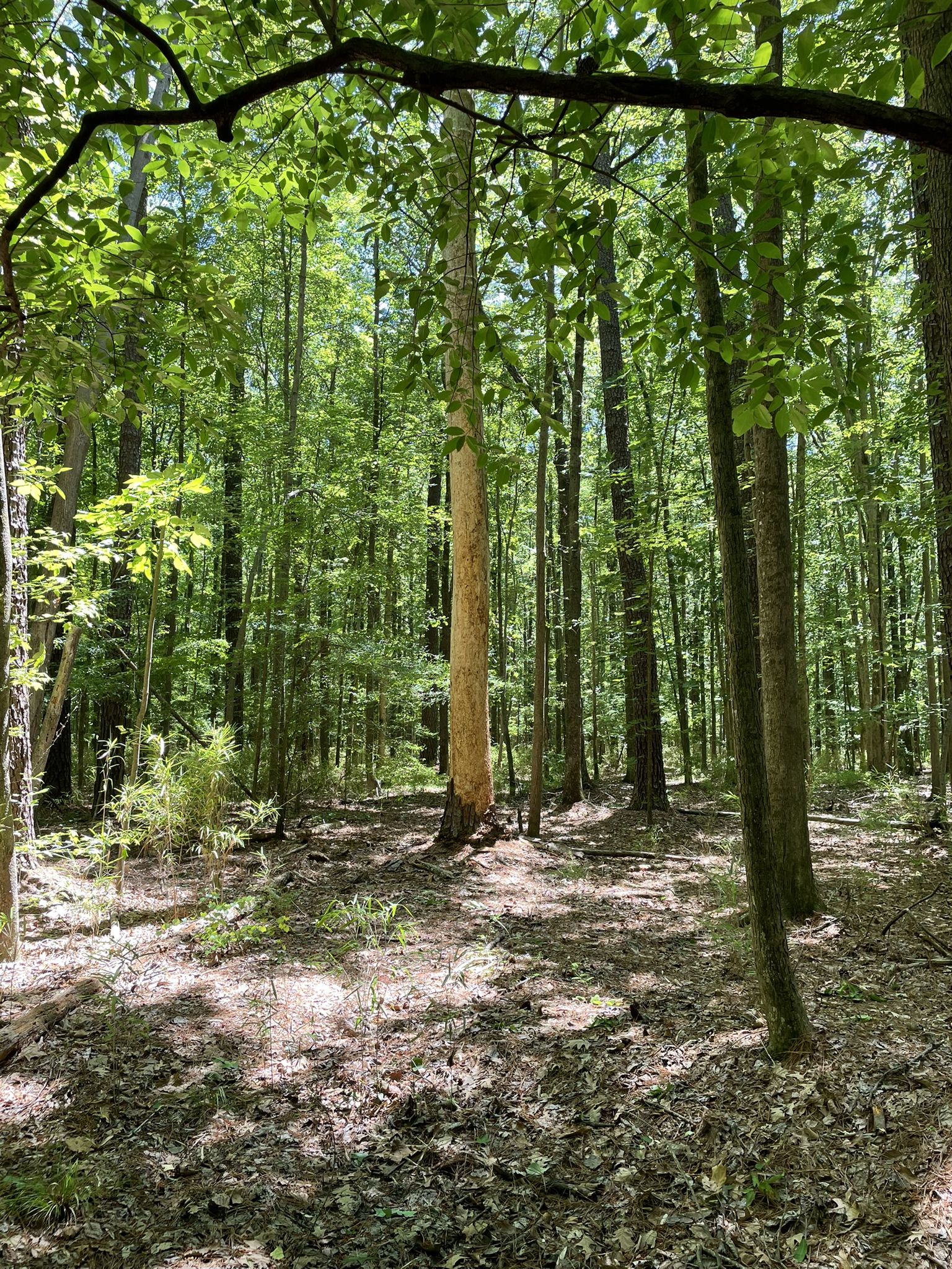 Dappled sunlight illuminates a dense forest with tall trees and leafy ground. - Stumpy Lake Loop