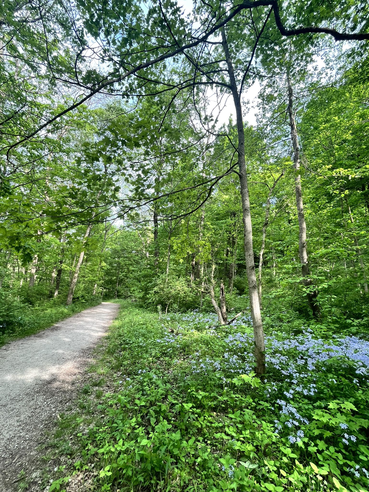 Dirt path through a lush green forest with blue wildflowers, bright daylight. - Yellow Loop Trail