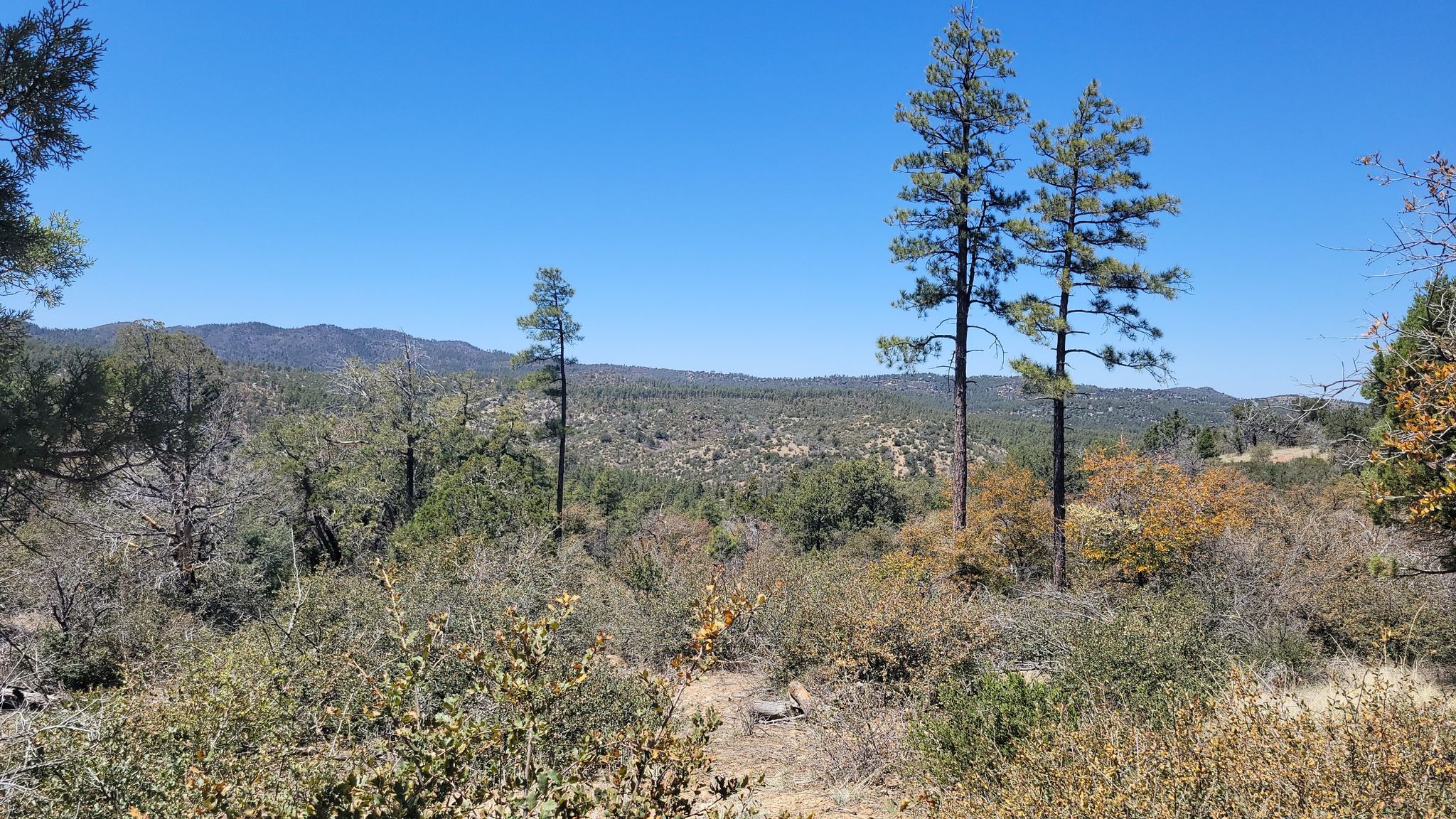Scattered tall pine trees and shrubs in a sunny, hilly landscape. - Prescott Circle Trail and Trail 326 Loop