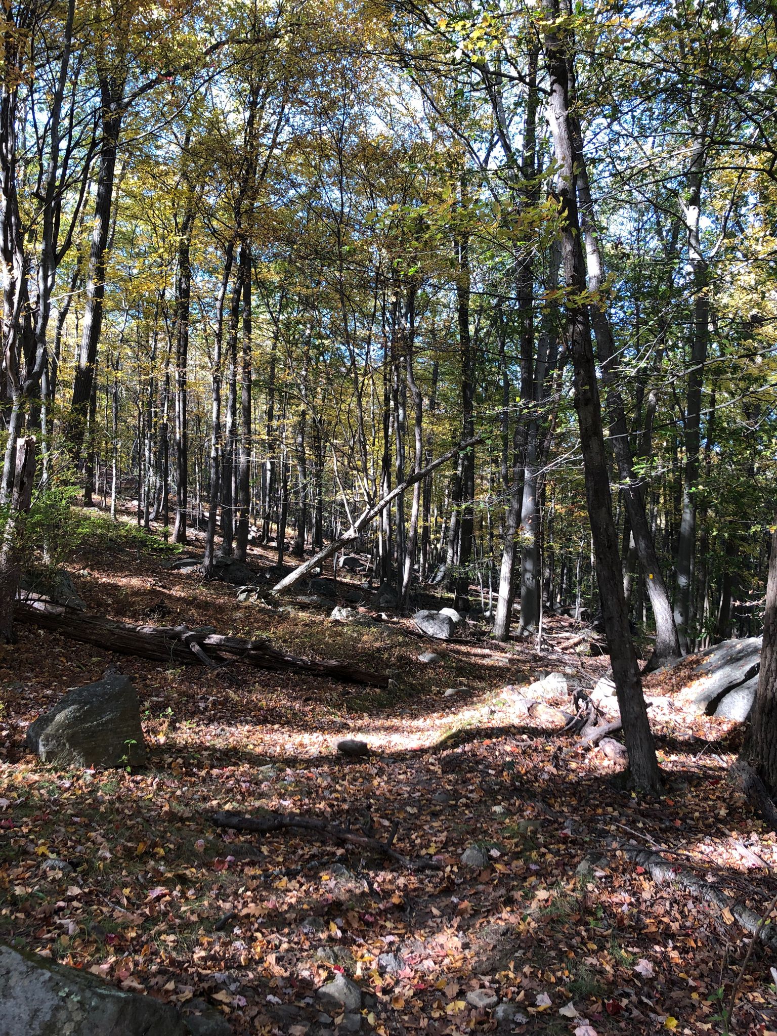 Sunlit forest floor covered in autumn leaves and tall trees. - Silver Mine Lake Trail