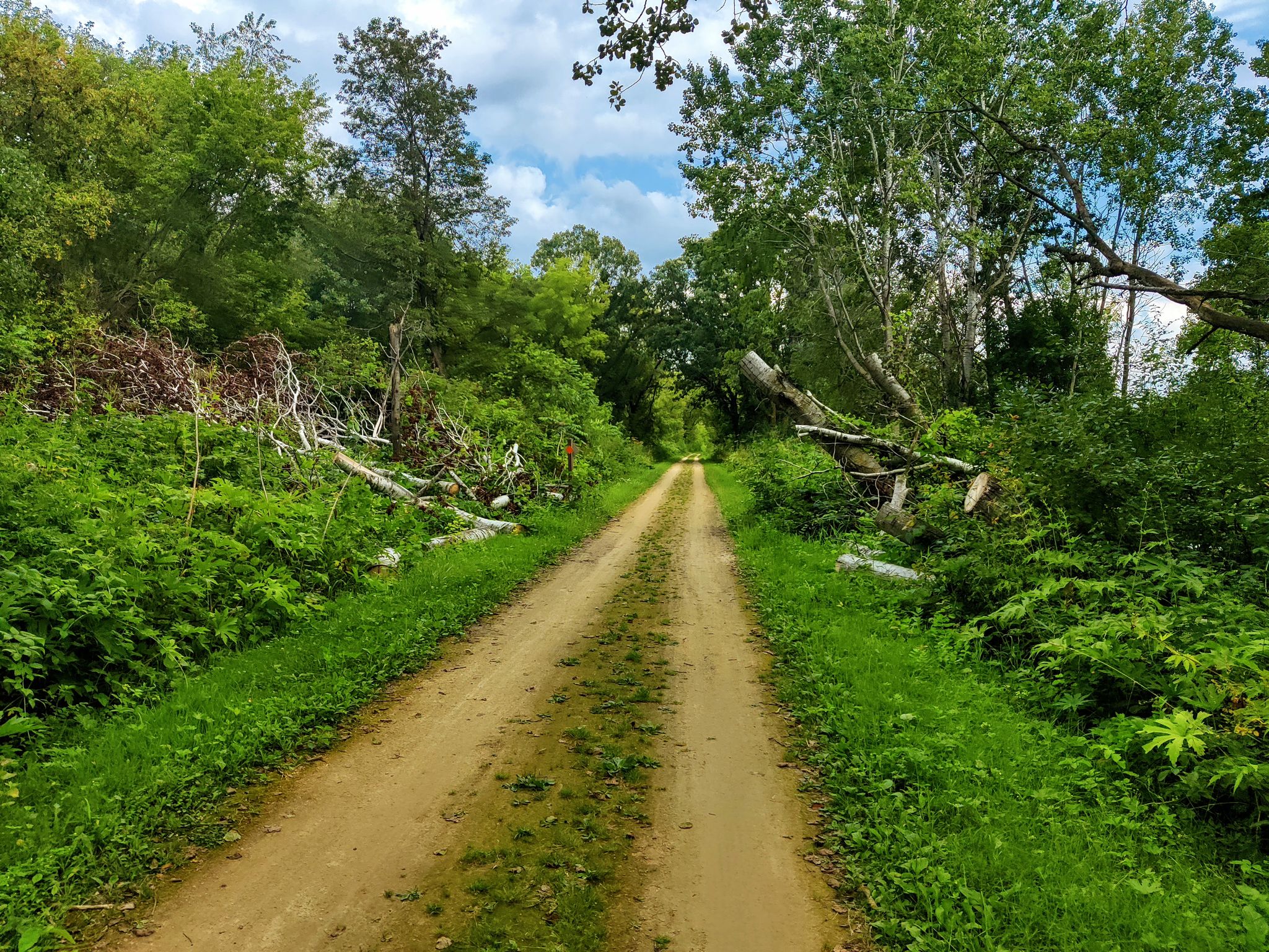 Wide dirt path through a vibrant green forest under a partly cloudy sky. - Brigham County Park loop from Riley