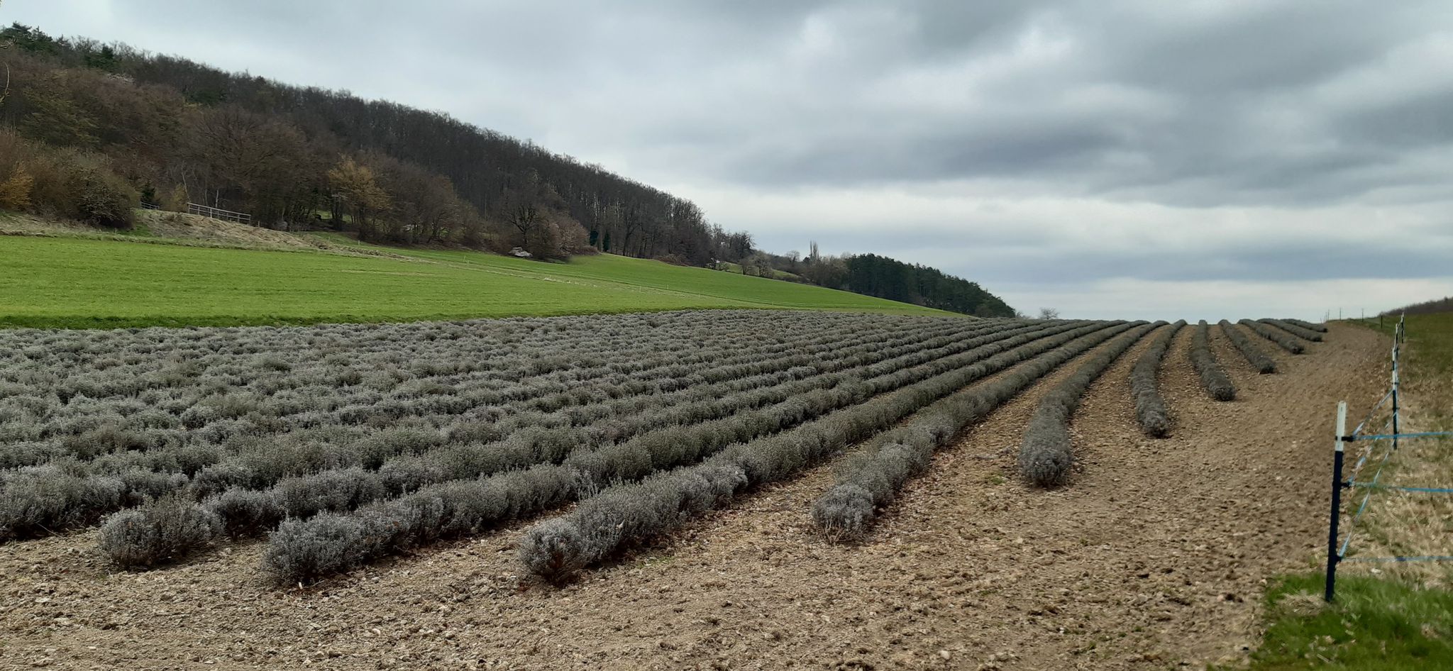 ein Lavendelfeld!