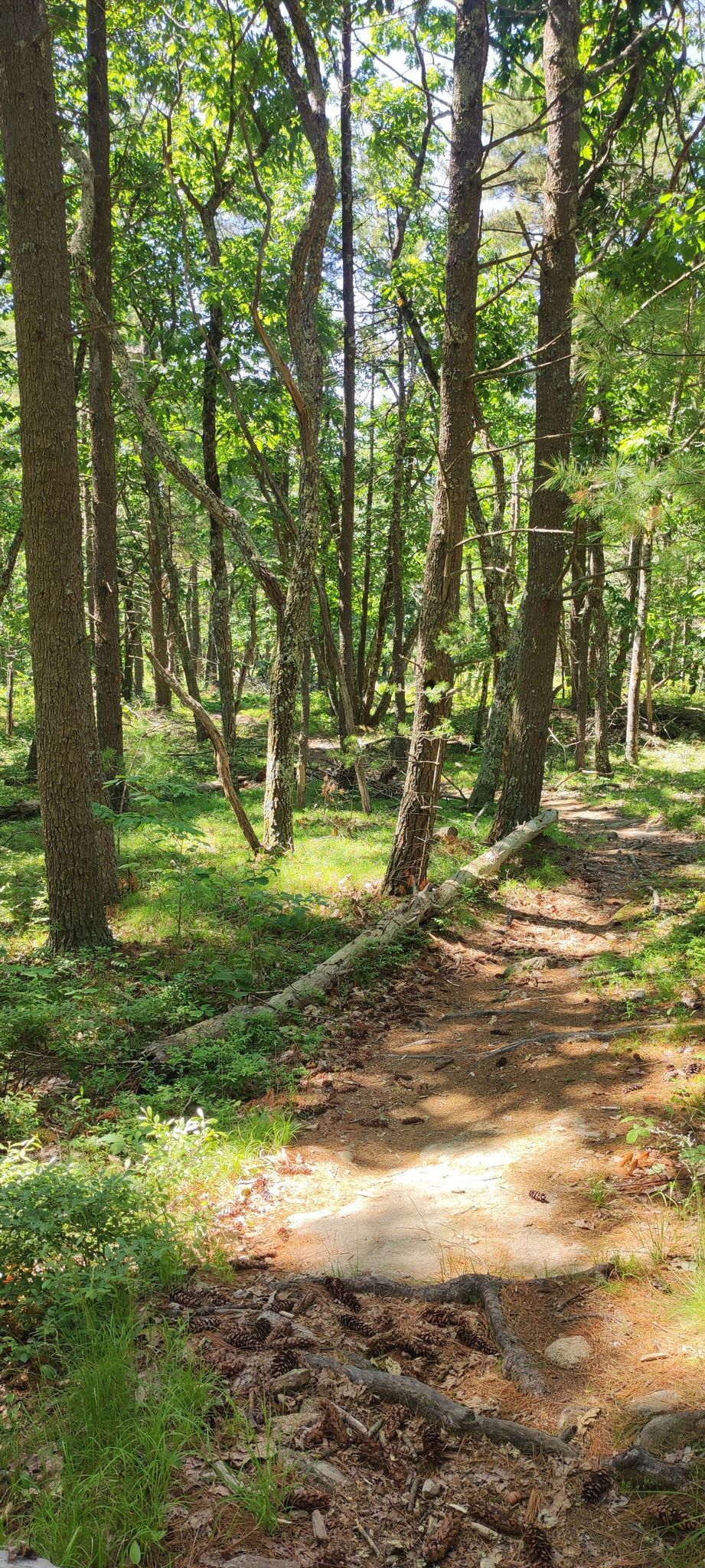 A sunlit dirt path winds through a dense green forest with tall trees. - Third Hill and Norman Mill Loop