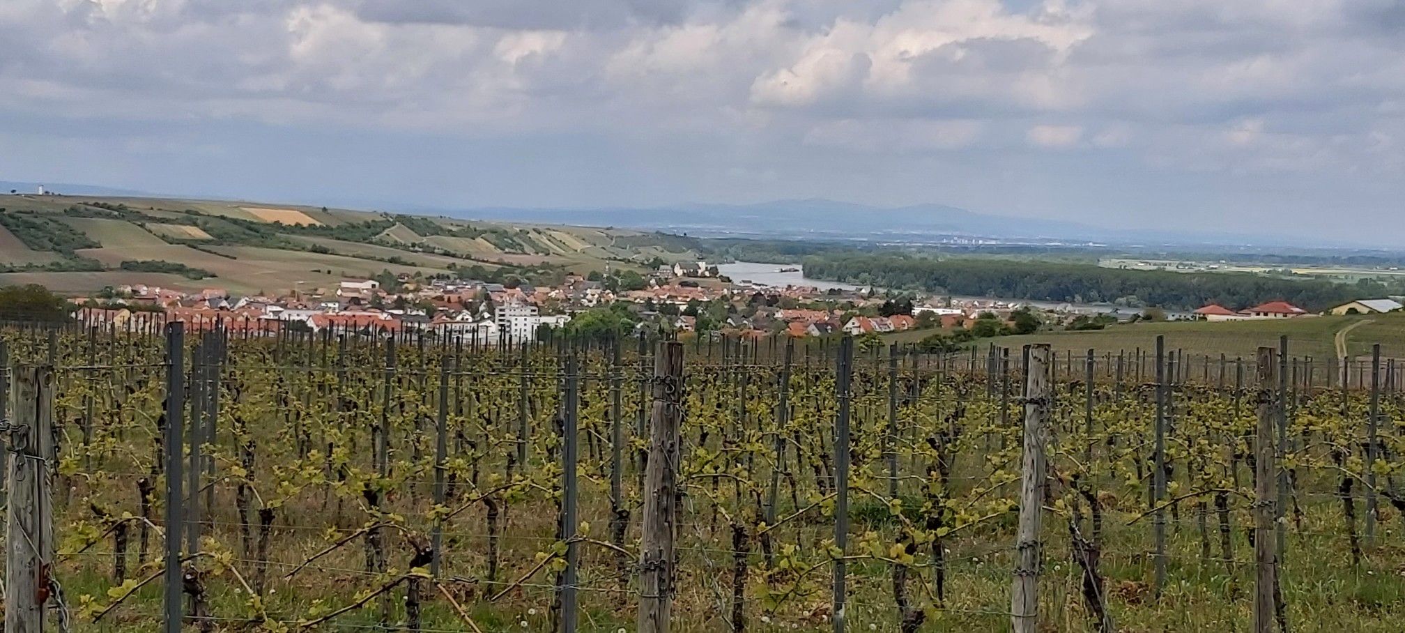 Blick auf Nierstein