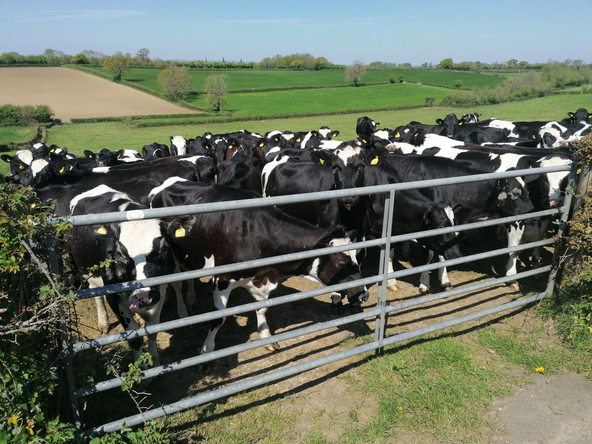 cows