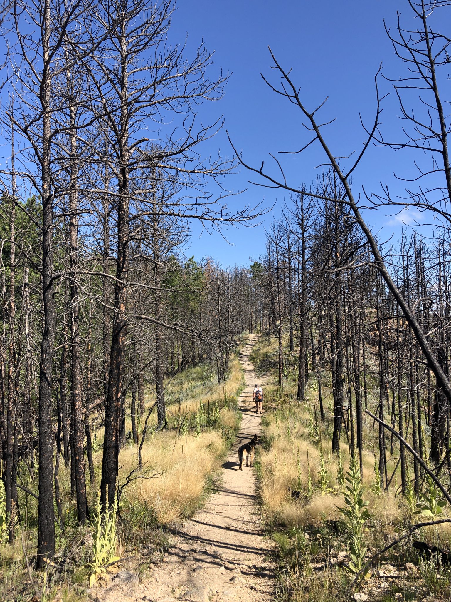 A person and dog walk up a sunny dirt path through a forest. - Lovers' Leap Trail