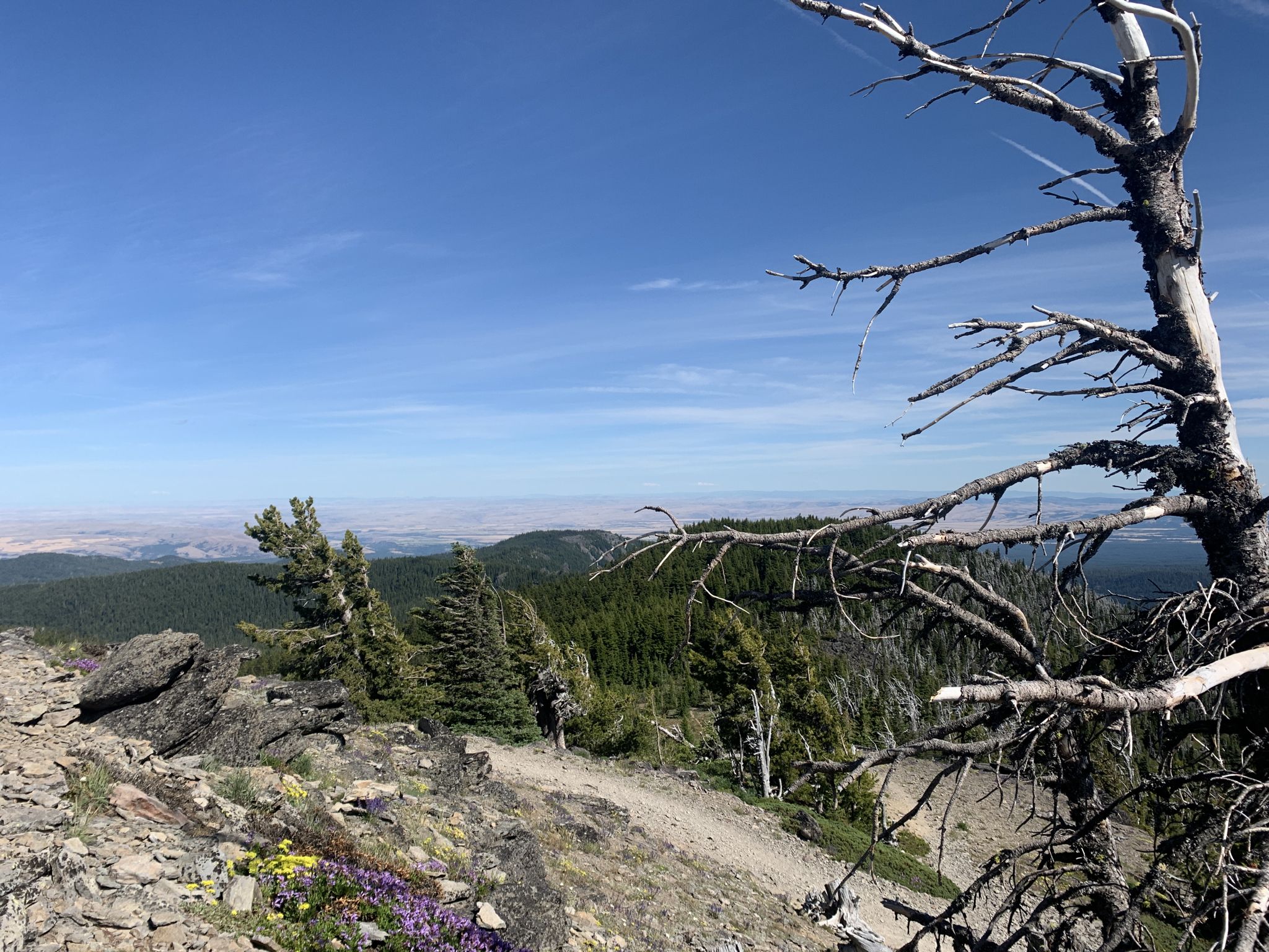 Rocky mountain vista with a dead tree, wildflowers, and distant green hills. - High Prairie Trail Loop