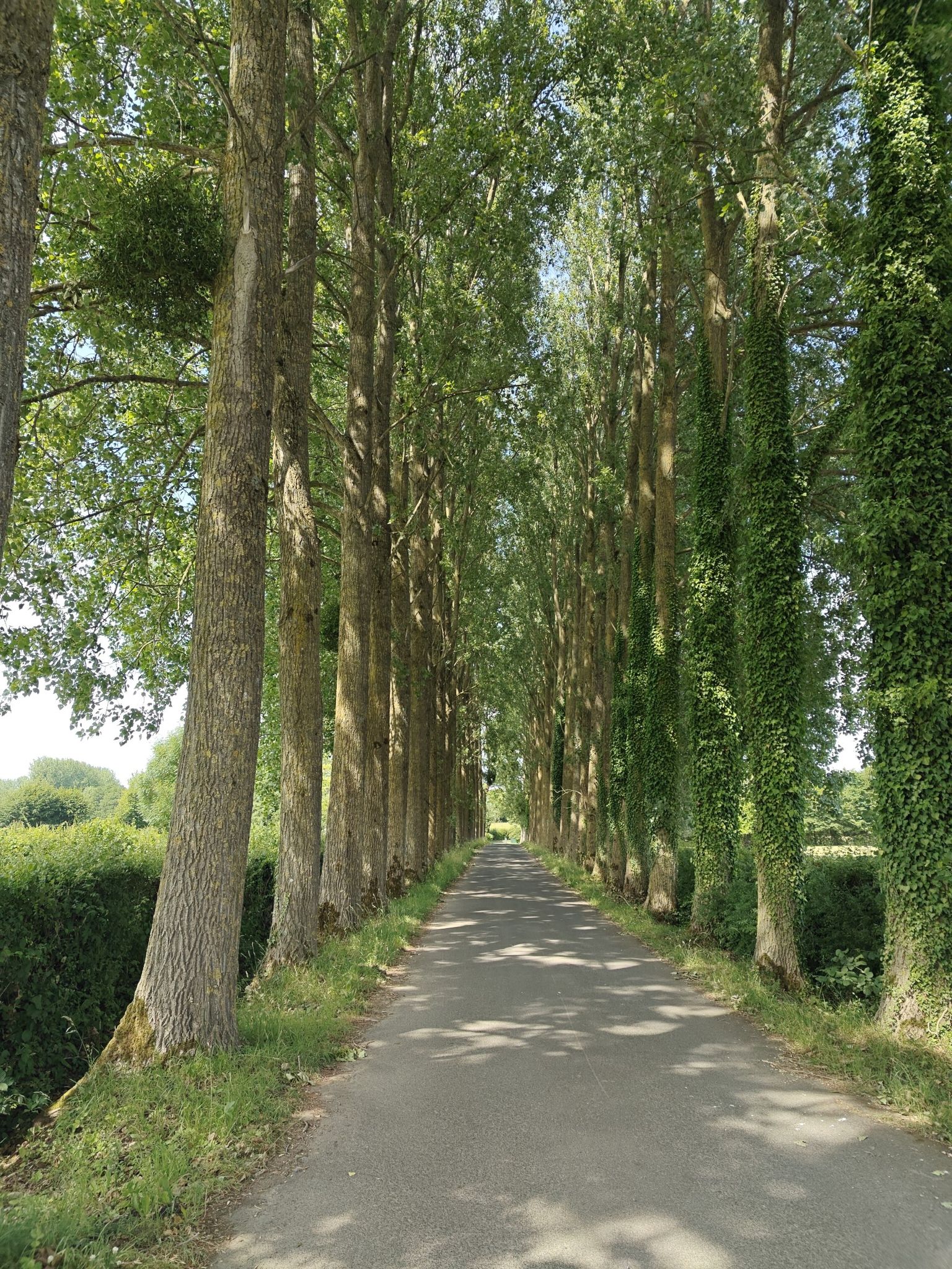 kathedraal van Canada bomen