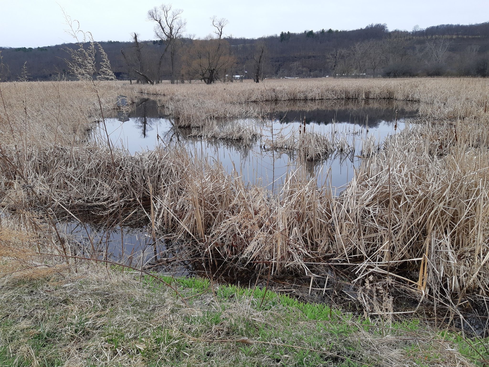 Overcast view of a wetland with dry reeds and calm water reflecting the sky. - Queen Catherine Marsh Loop Trail