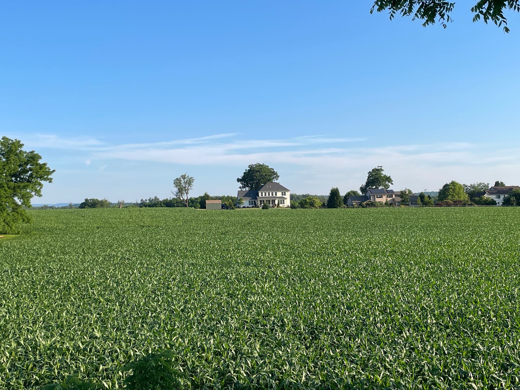 Expansive green field with a large house and trees in the distance. - Llama loop