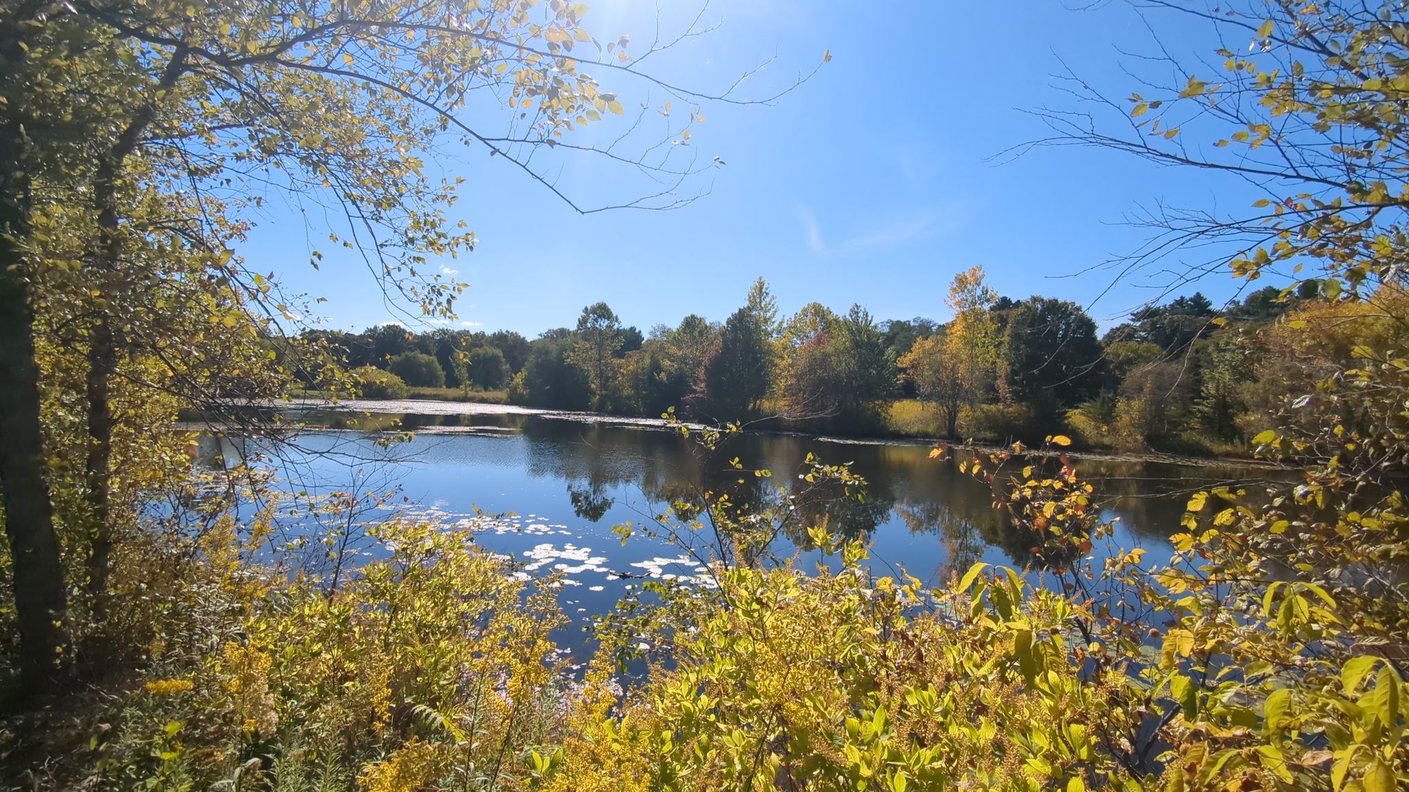 Sunny autumn day, a calm lake surrounded by colorful trees and foliage. - Fresh Pond and Harvard University Loop