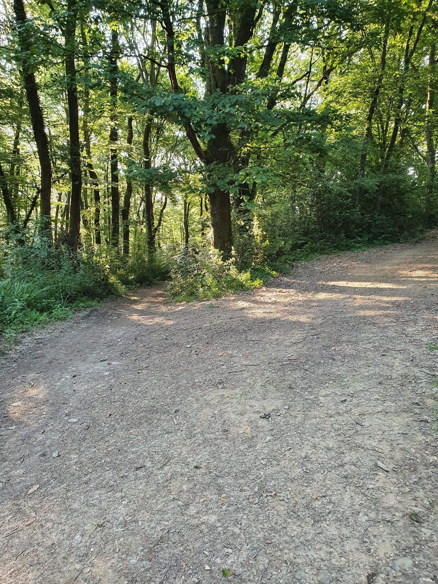 Bois de Sarrouilles