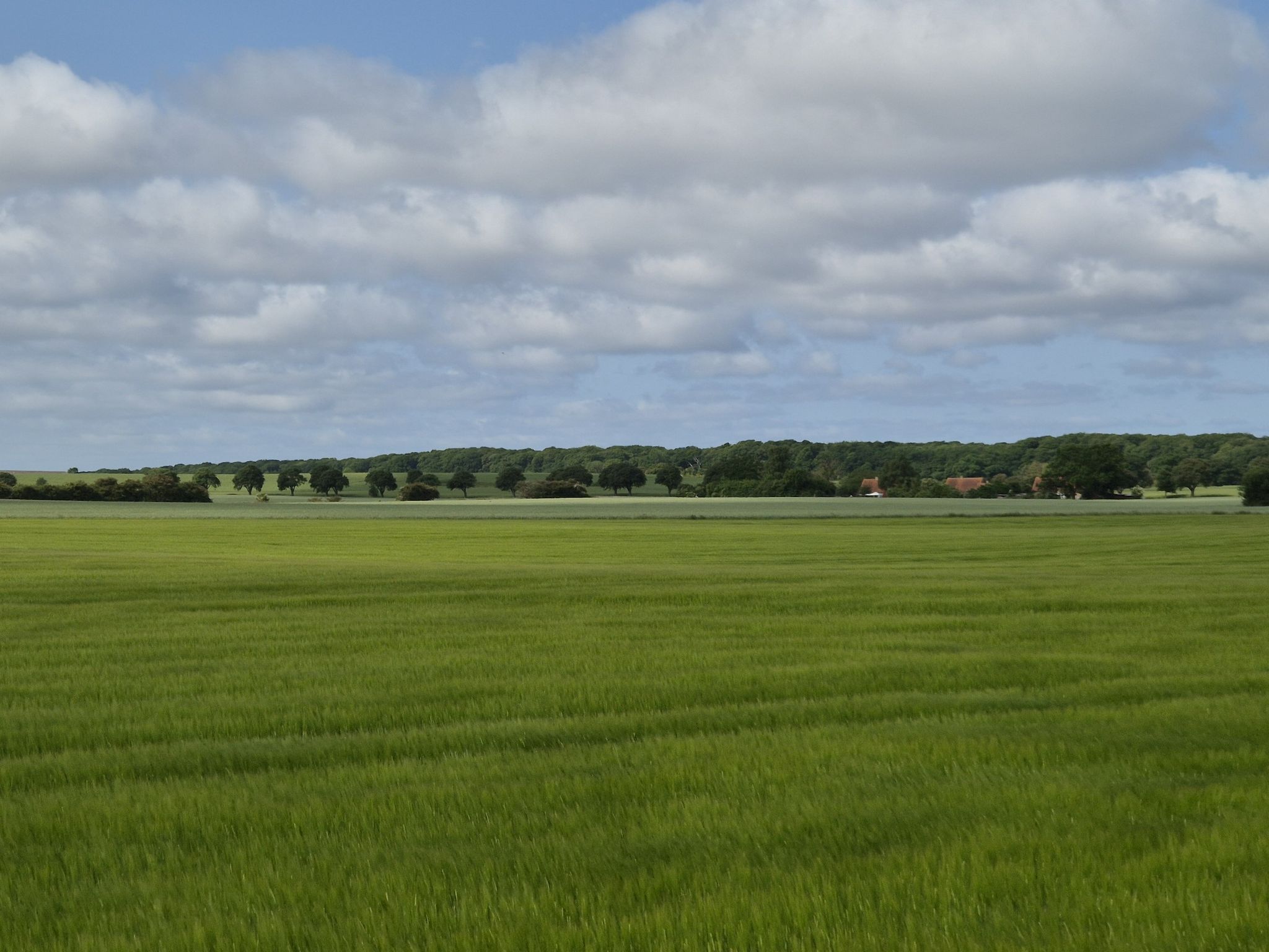 Blick