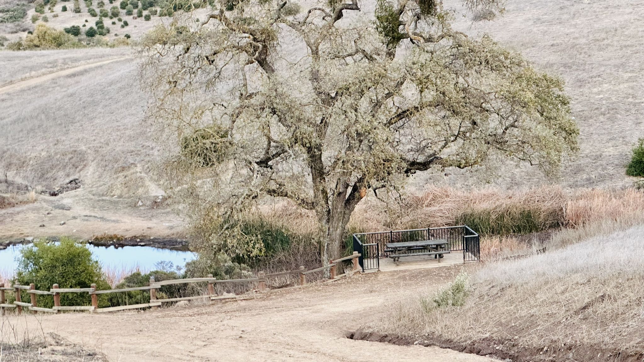 Large gnarled tree shades a picnic table by a small pond. - Los Cerritos Pond loop from Holthouse Ranch Reserve