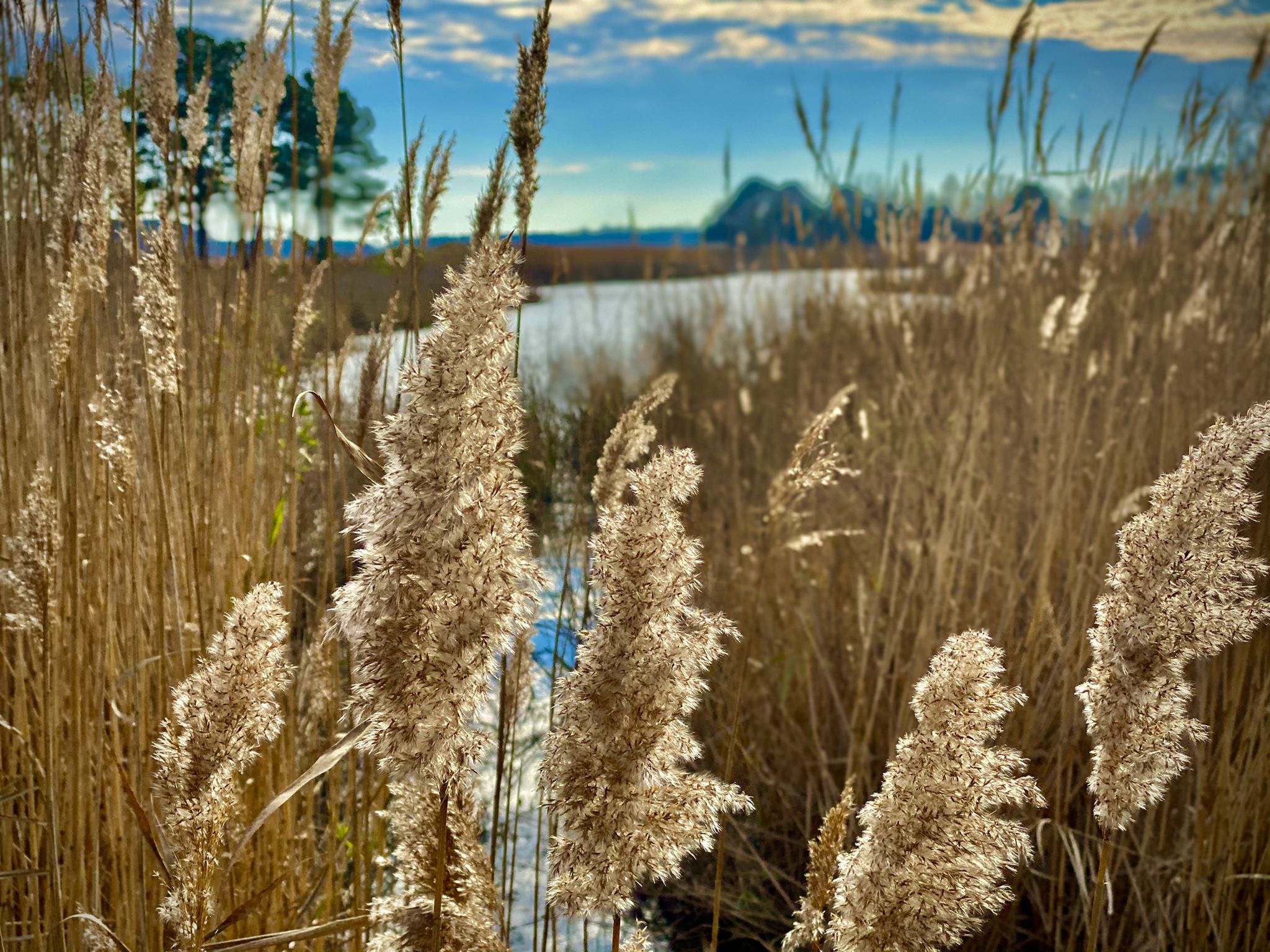 Golden light illuminates tall feathery reeds beside a body of water and distant trees. - Chesapeake Forest loop from Church Creek