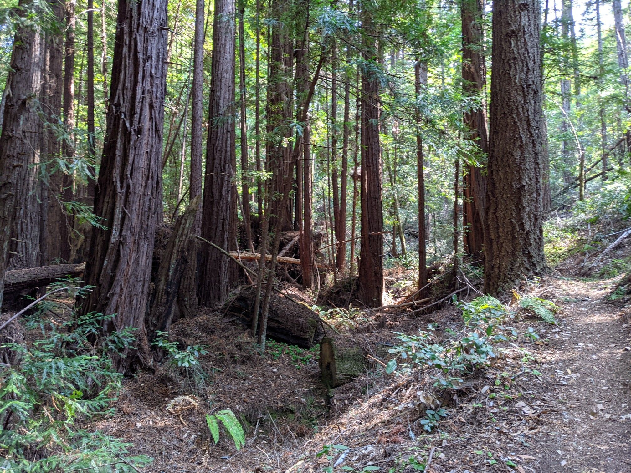 Sunlit forest with tall trees, green undergrowth, and a winding dirt path. - Shingle Mill, Tarwater, Pomponio, and Canyon Loop
