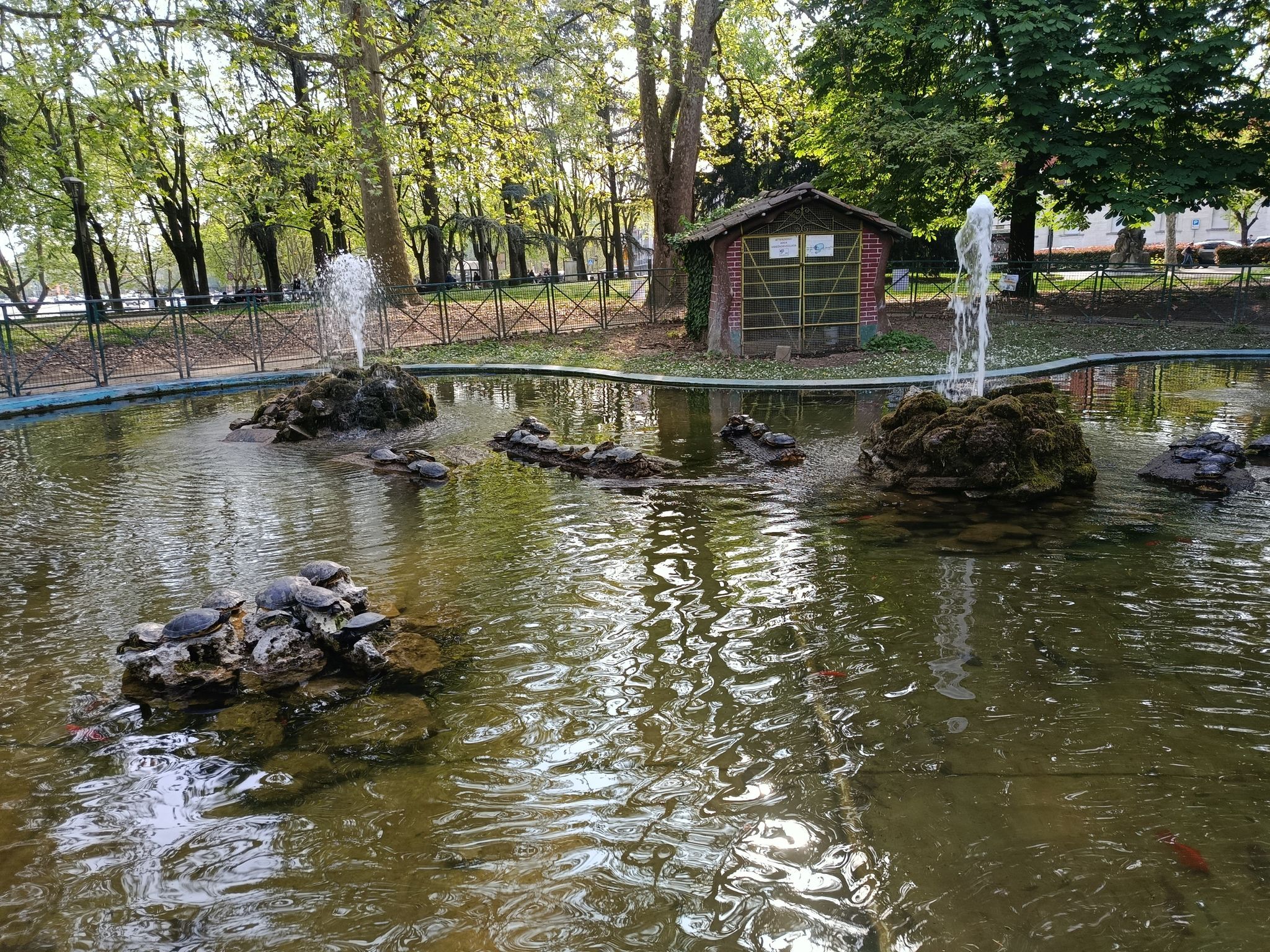 tartarughe in telax