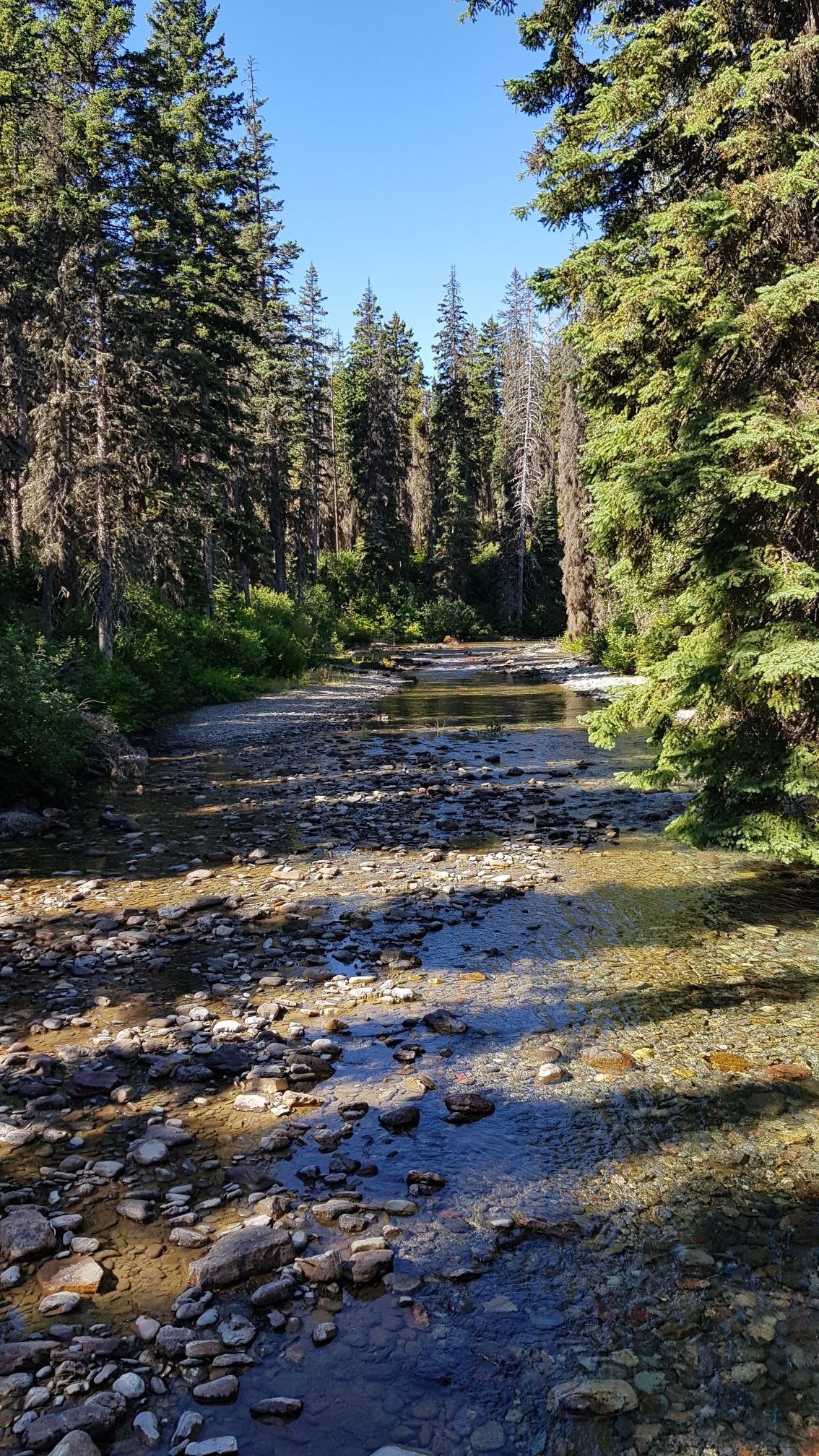 A clear, rocky stream flows through a dense, sunlit evergreen forest. - Gunsight Pass Trail