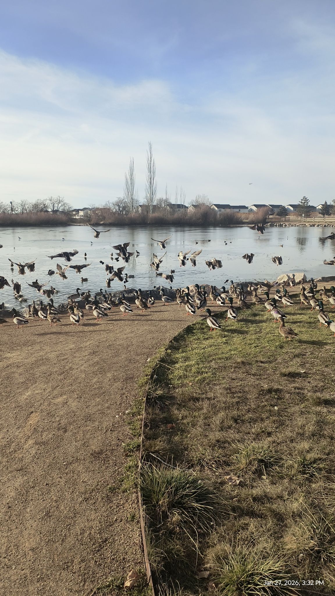 Numerous ducks and geese on a lake shore and in the water under a bright sky. - Jensen Park Trail